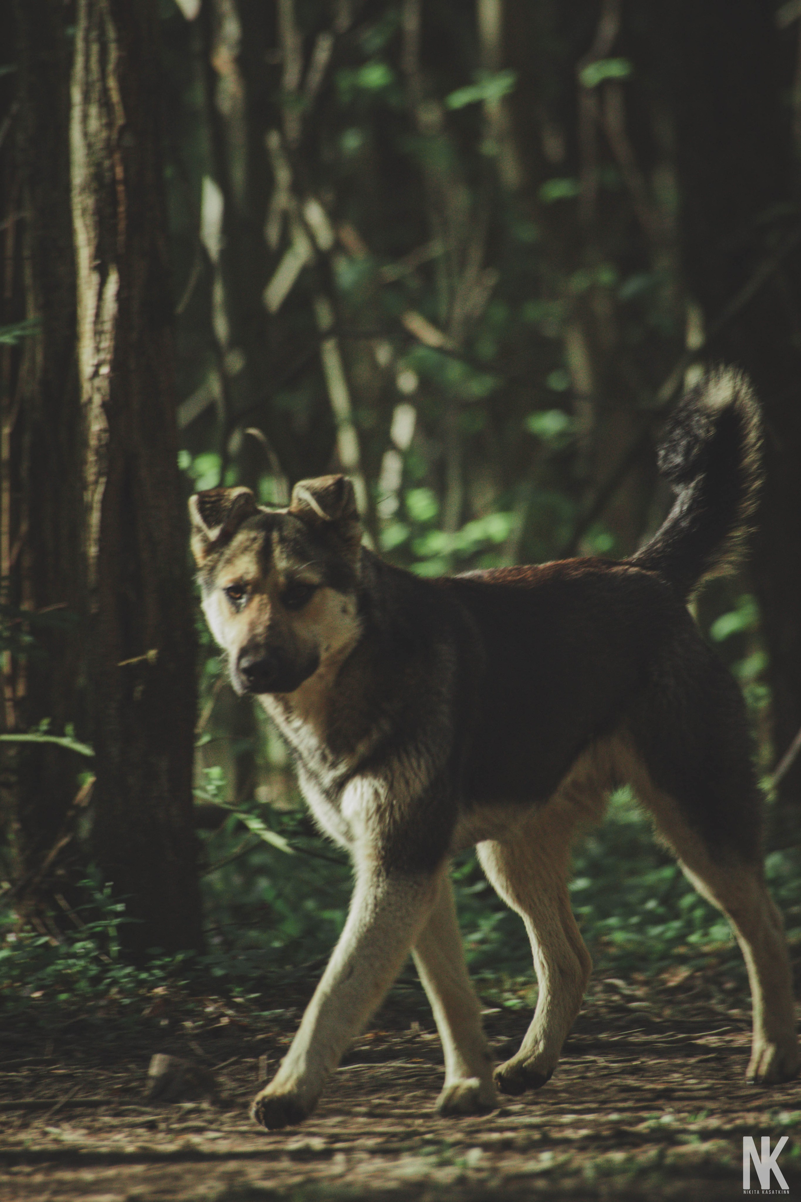 Саша. Фотосессия в лесу. Касаткин Никита. Фотограф