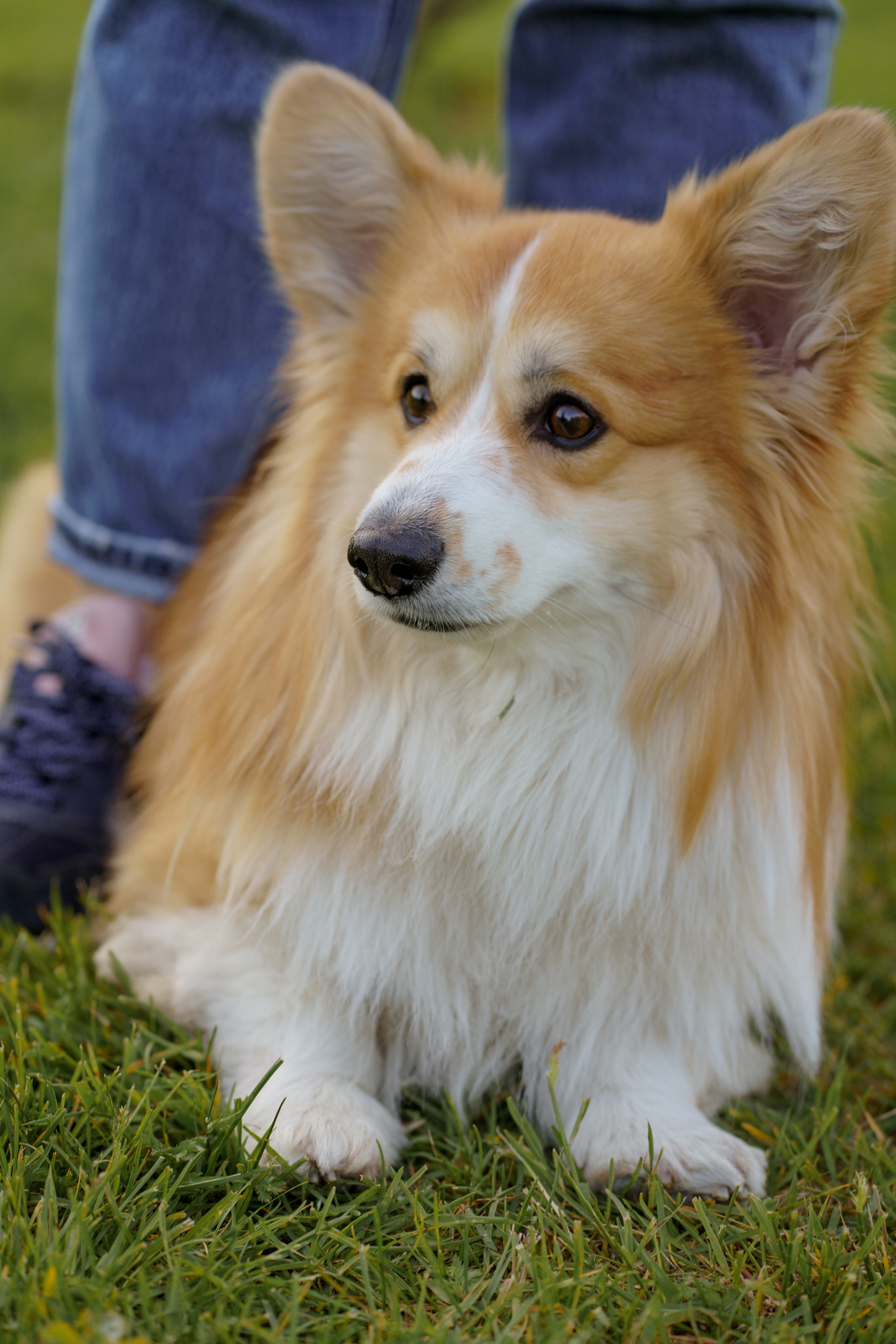 Катя, Арсений и Пух. Свадебный фотограф в Москве Анна Полушина