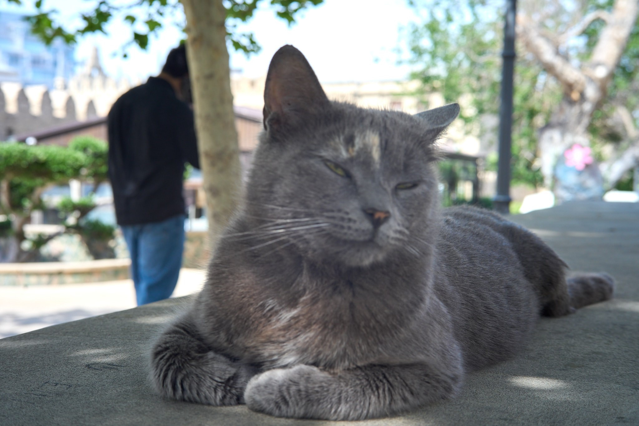 Баку, май 2025. Фотограф, Римма Невинская