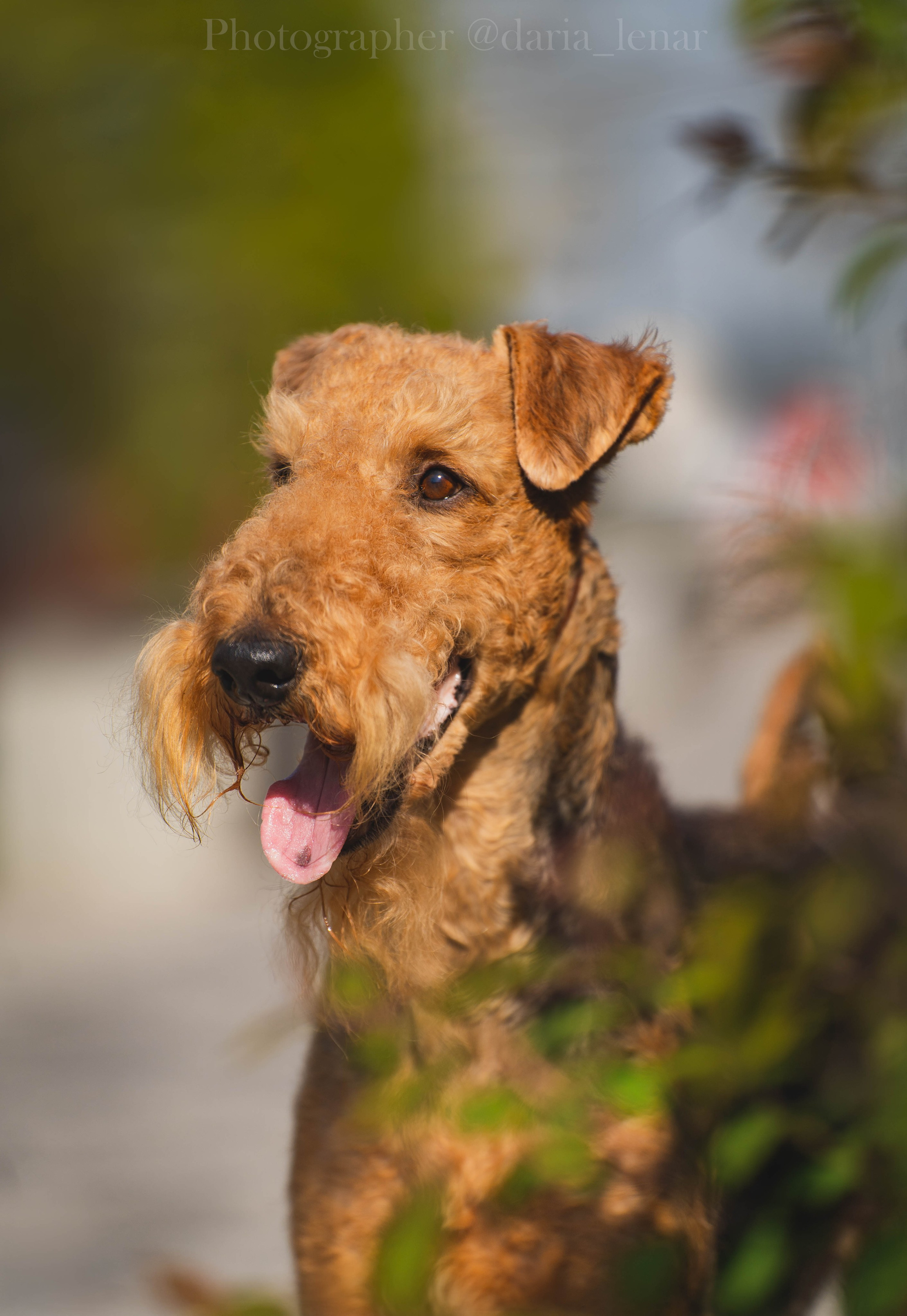 Выставки собак. Фотограф в Москве Ленарская Дарья