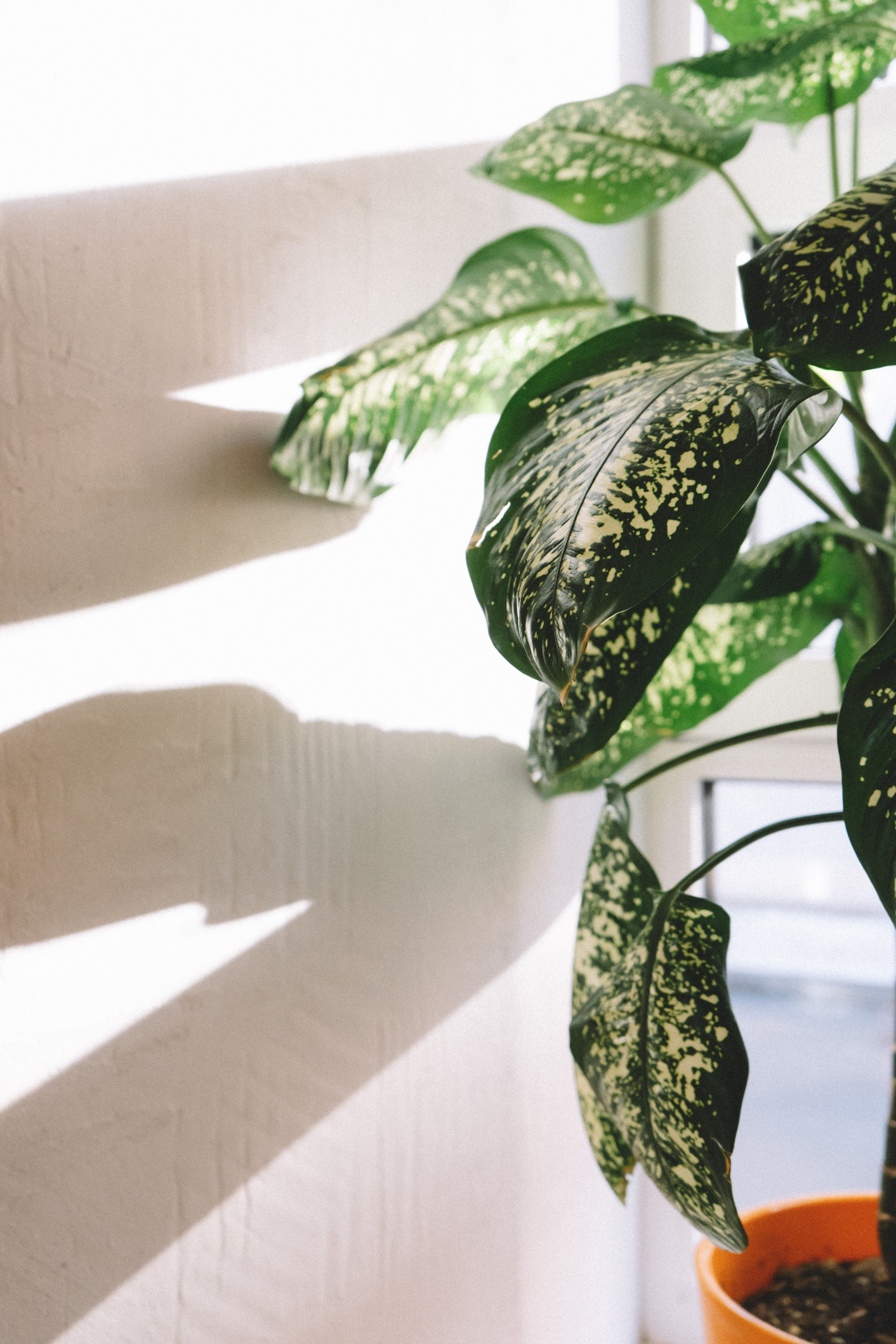 Yankee sierra. Анастасия Попова — Fashion photographer