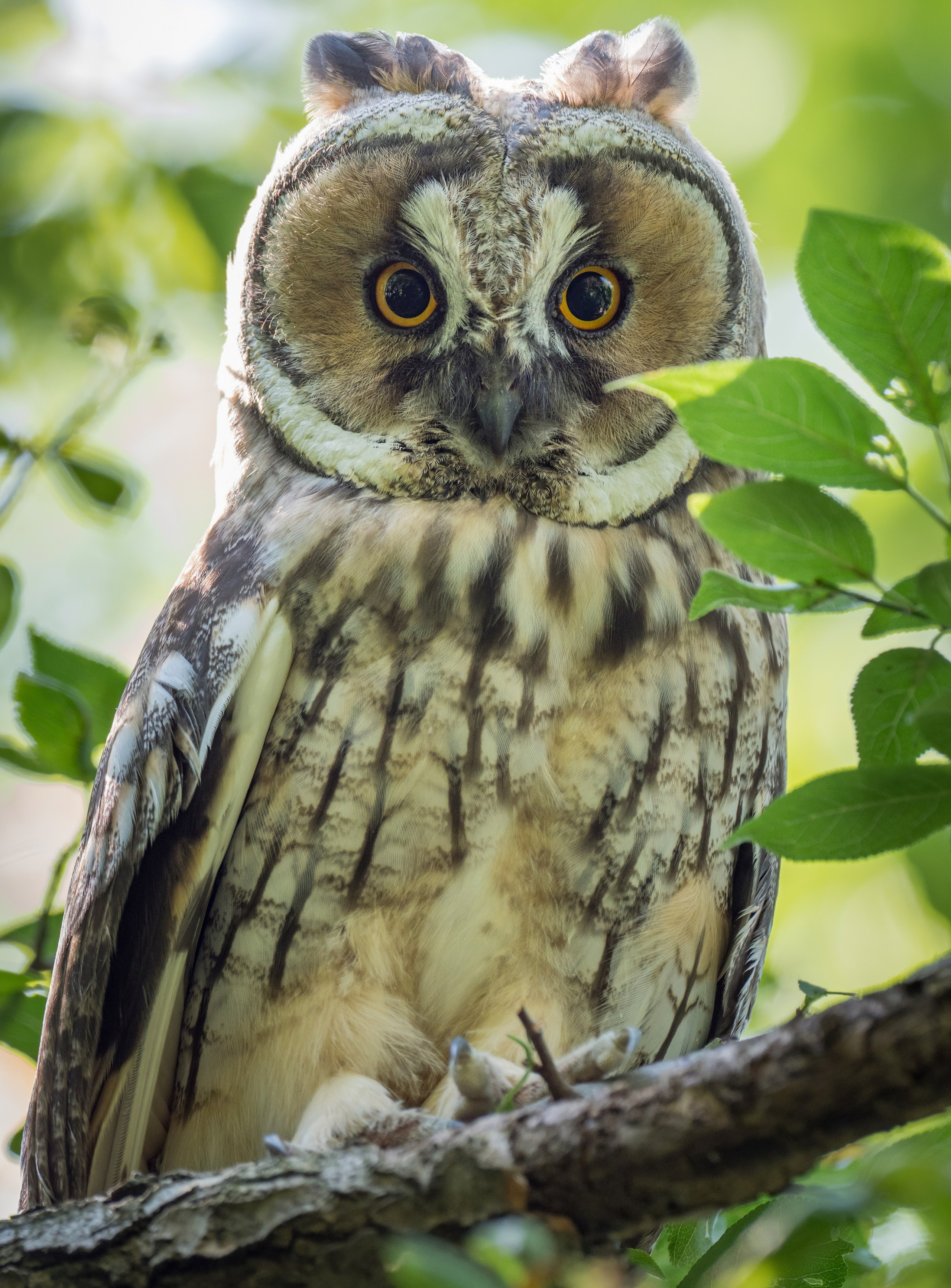 Птицы и животные. Oles Paritskiy