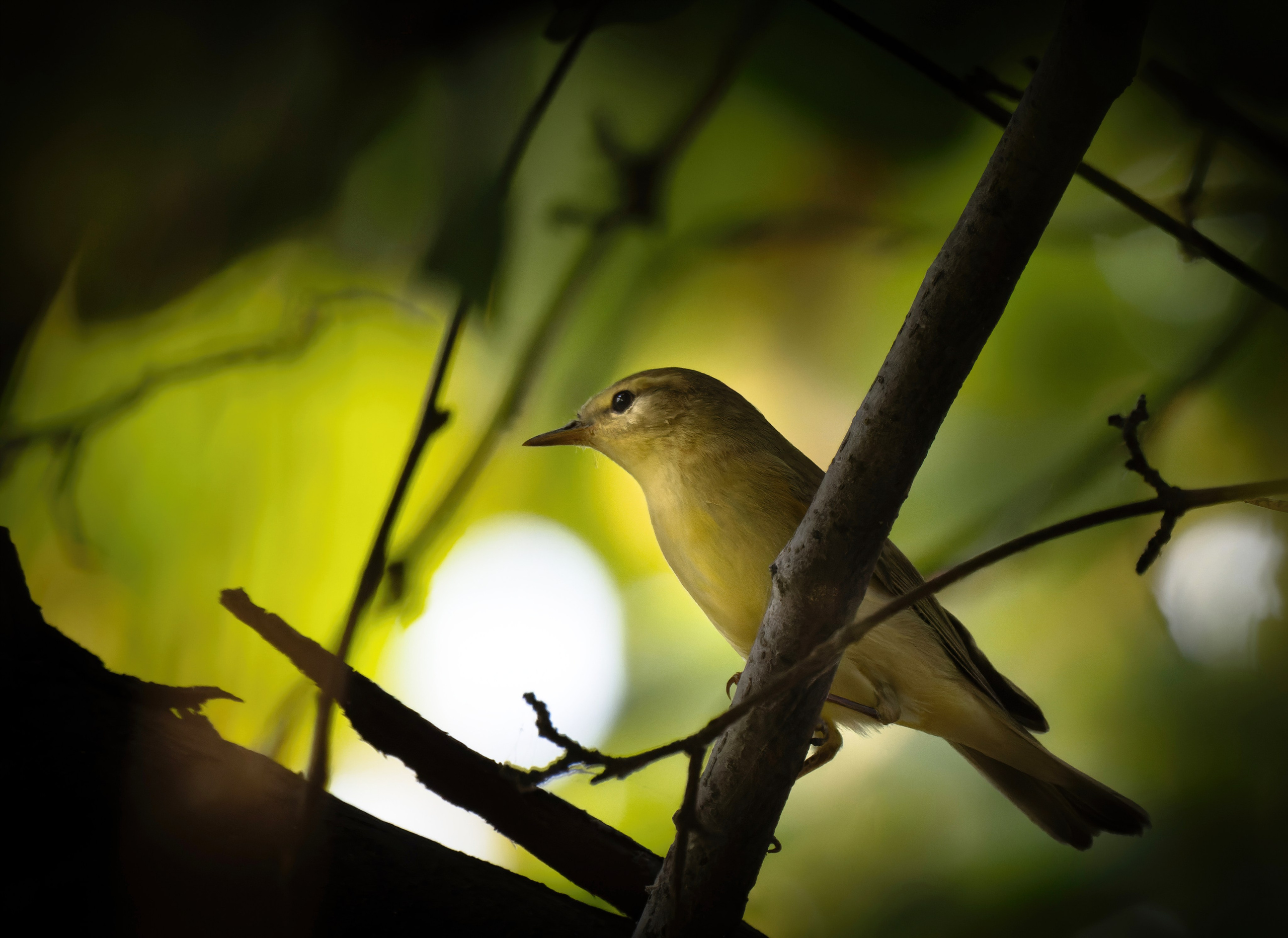 Птицы и животные. Oles Paritskiy