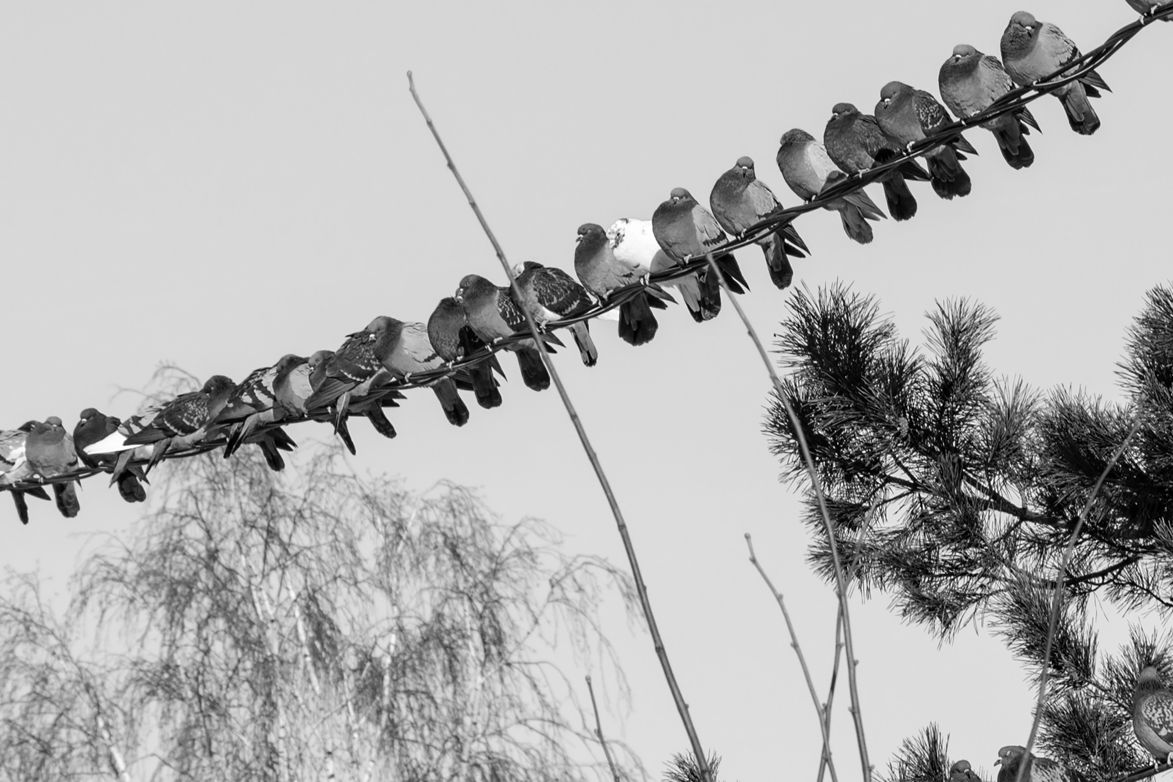 Стрит фотография. Видеосъемка, фотосъемка Искитим — Новосибирск, Сергей Тясто