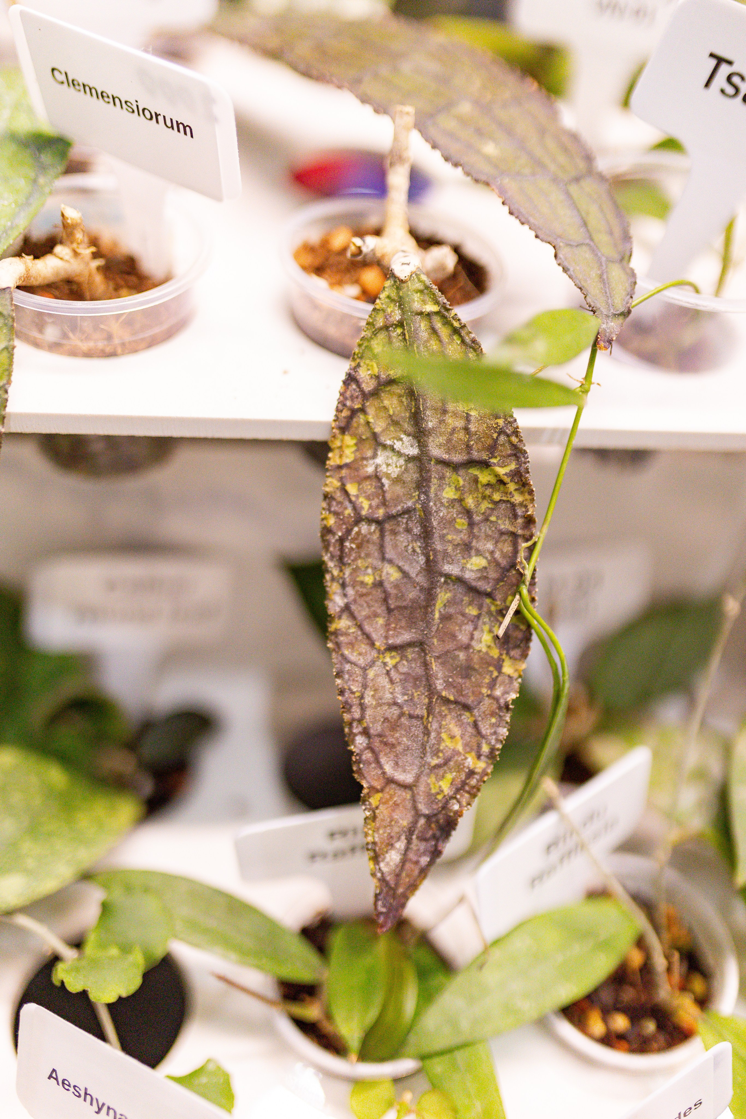 Орхидиум сентябрь 2025. Александра Куликова фотограф, Москва