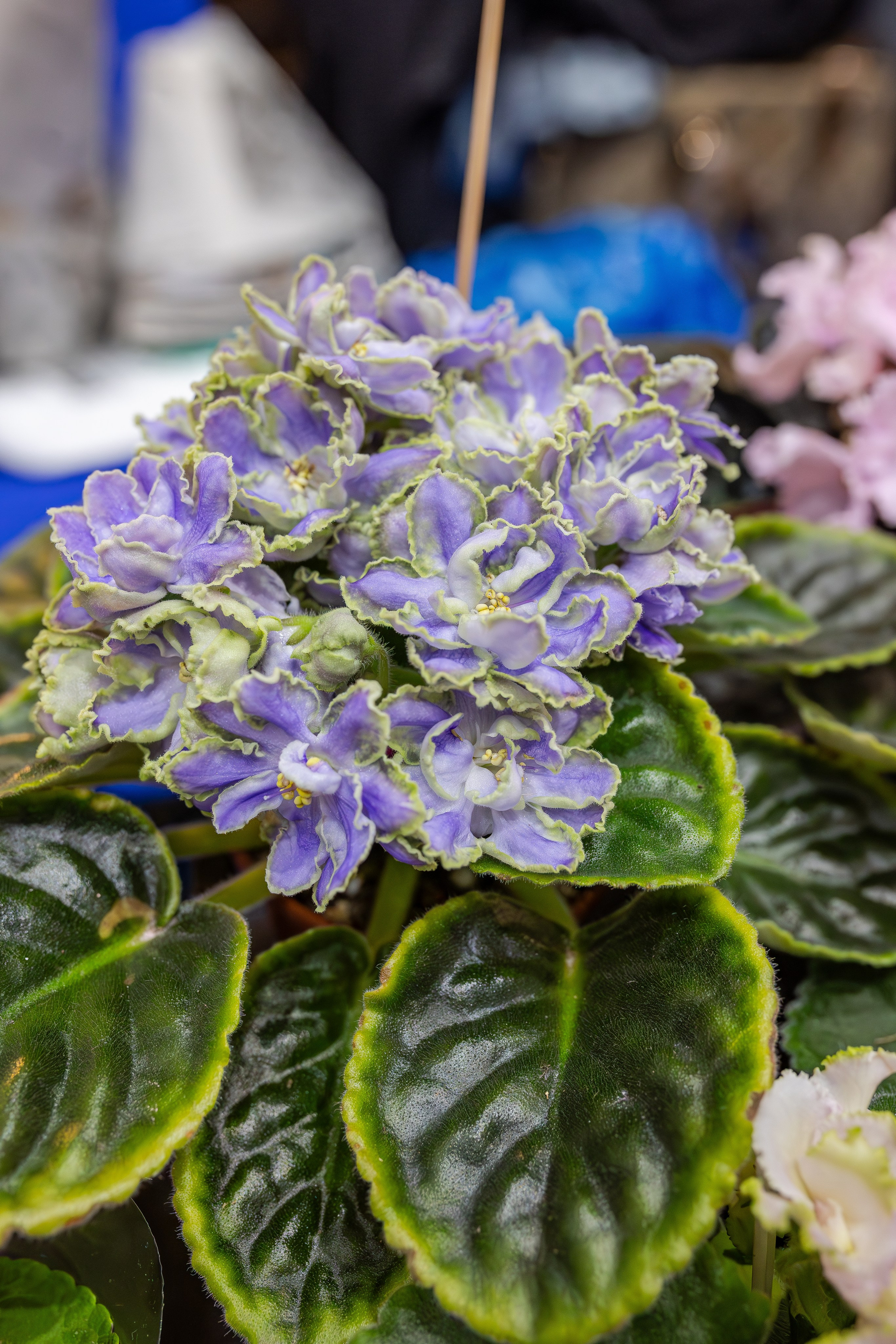 Монстериум апрель 2026. Александра Куликова фотограф, Москва