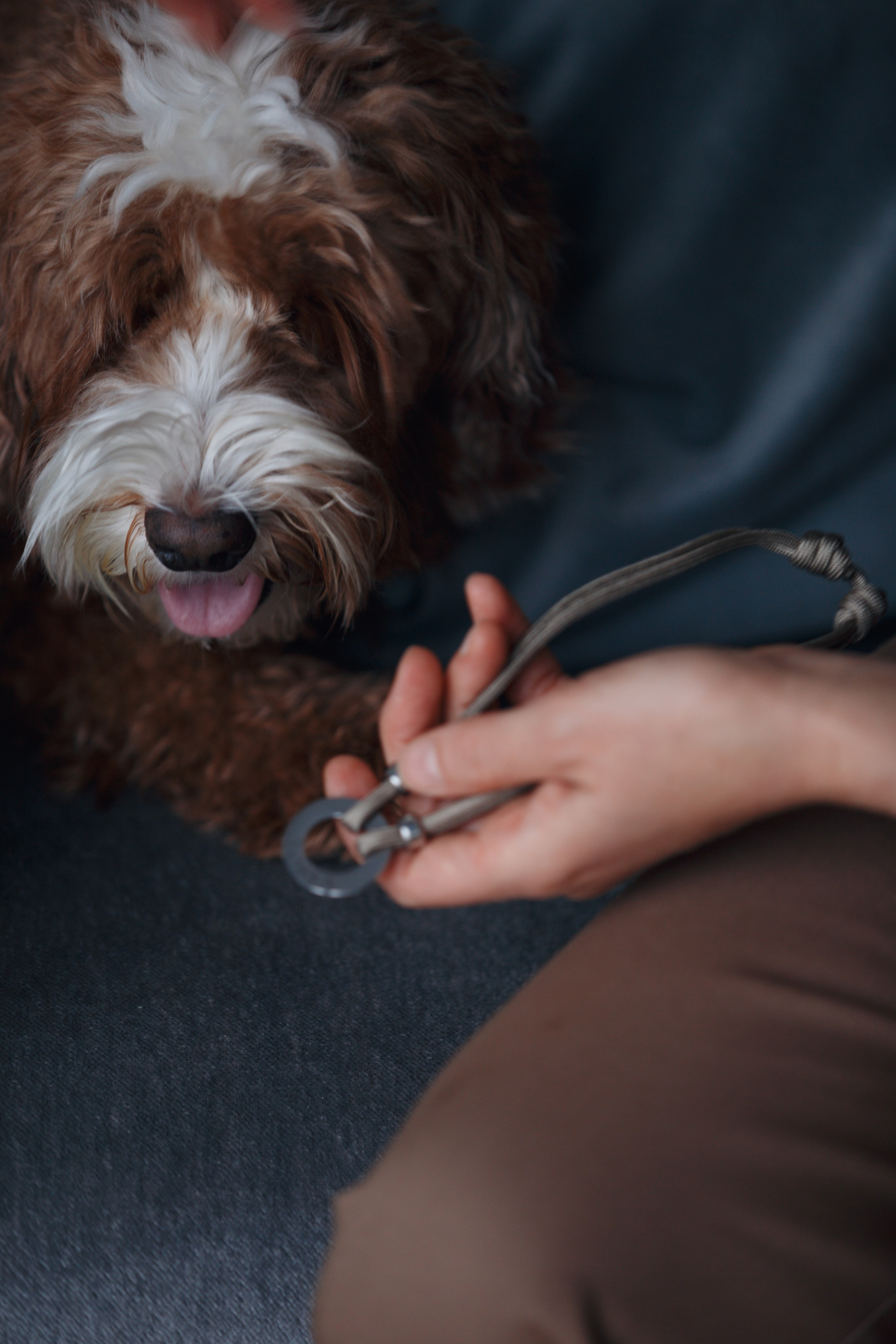Bmbh лежанки и адресники. Фотограф анималист Кристина Карпова, Москва