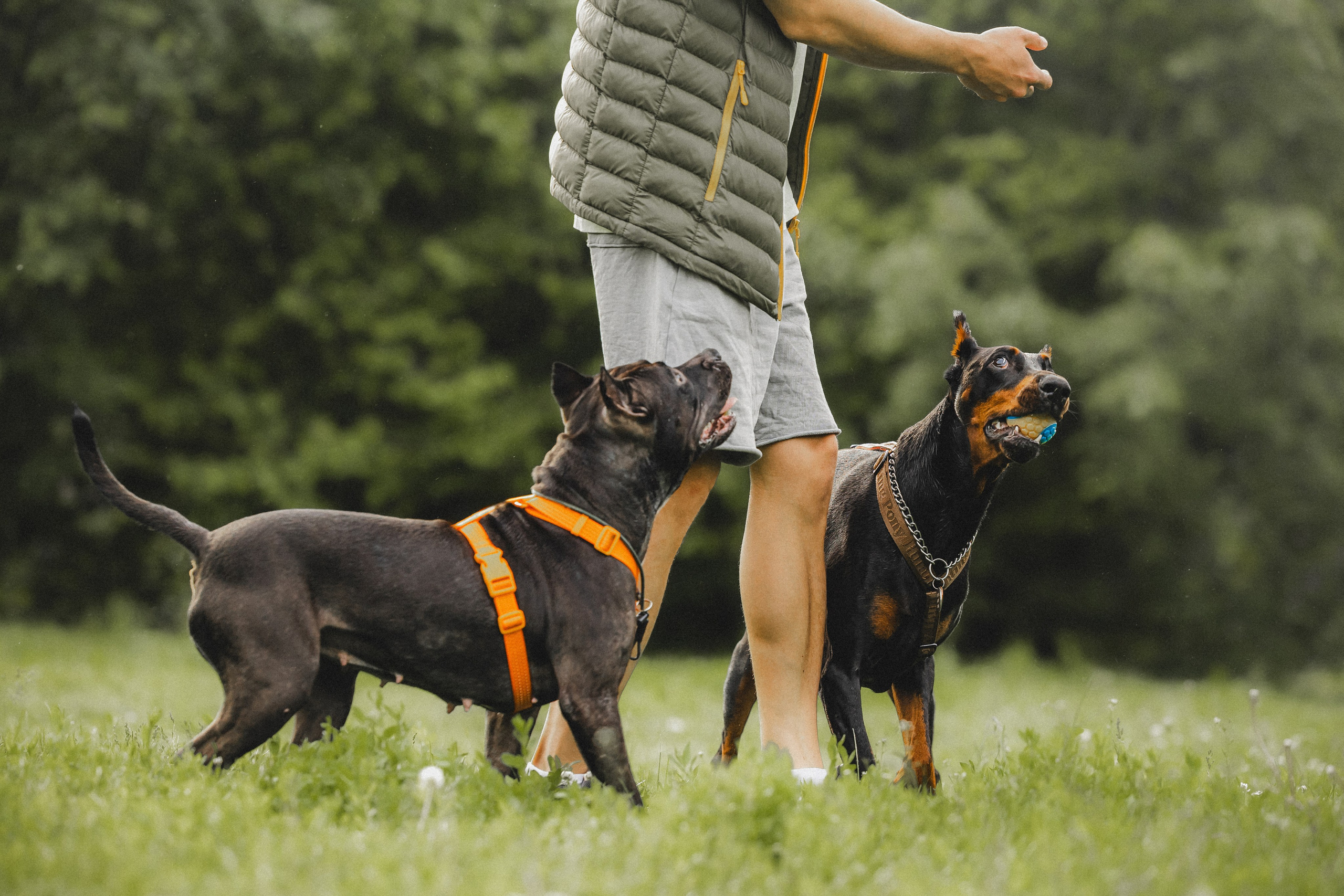 Паша, Хайди и Тея