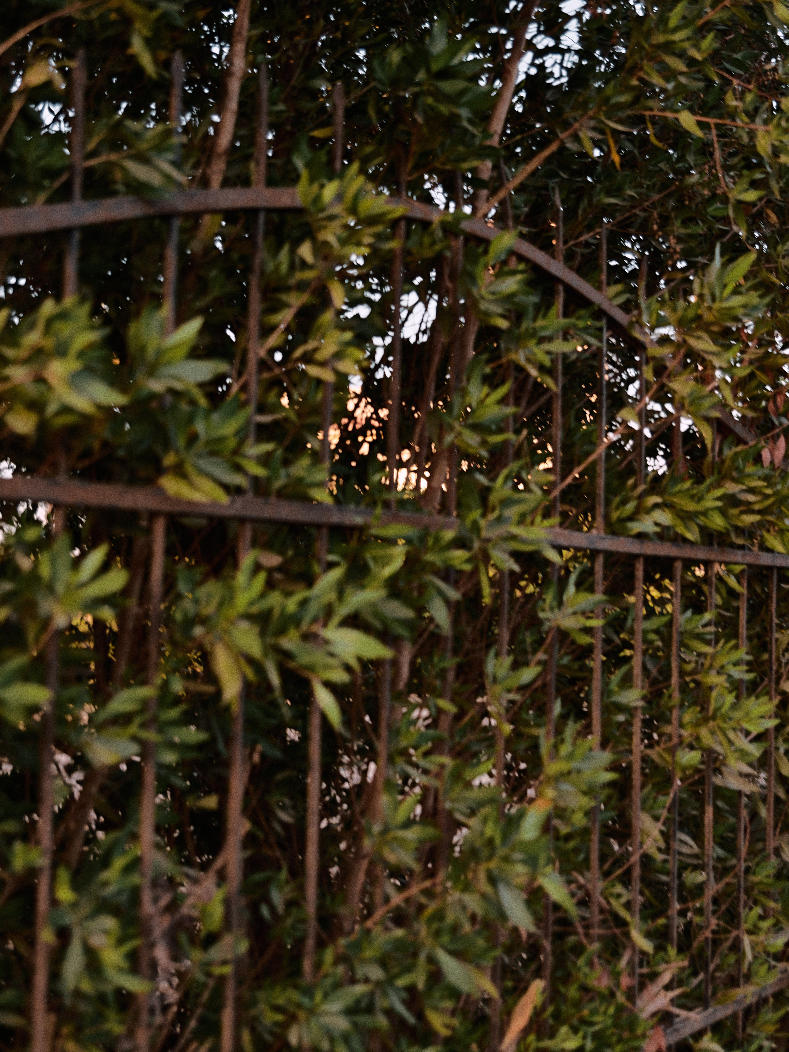 Природа сквозь. Jorgis Talè — photographer, kind person, teacher of arts and other mag