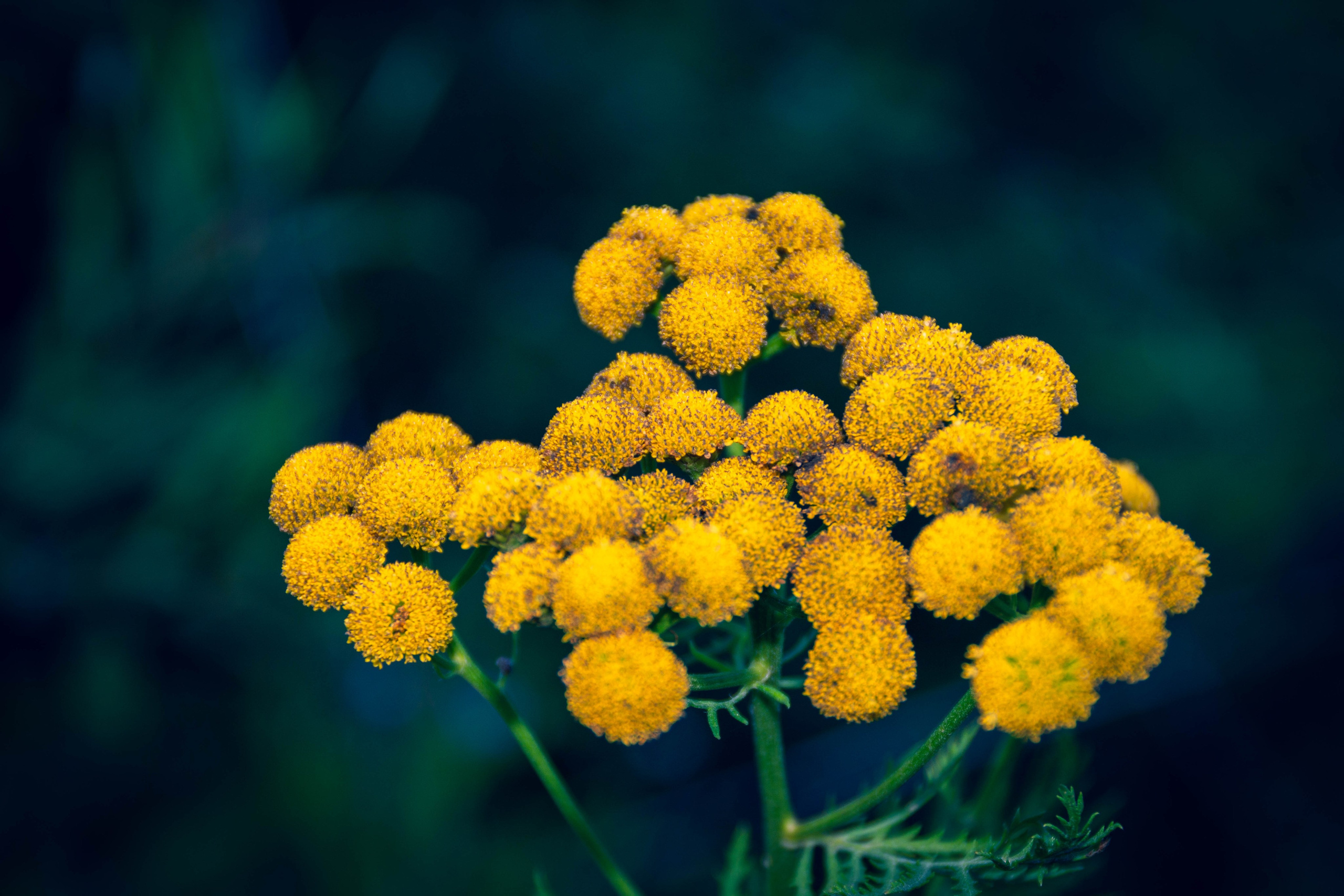 Природа в фотографии, взгляд на прекрасное через объектив фотоаппарата. Елена Волкова семейный фотограф в станице Гостагаевской города-курорта Анапа