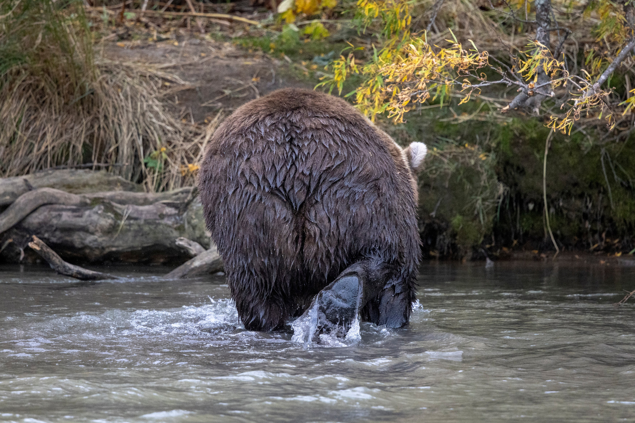 Курильское озеро — шестидневный тур в сердце дикой Камчатки. Время Камчатки: чтобы найти свой путь, нужно скорость умножить на время