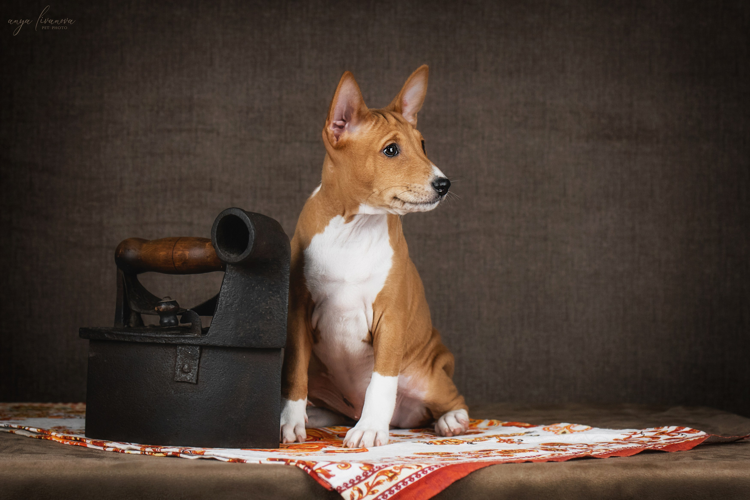 Басенджи. Фотограф анималист Аня Ливанова | Рыбинск