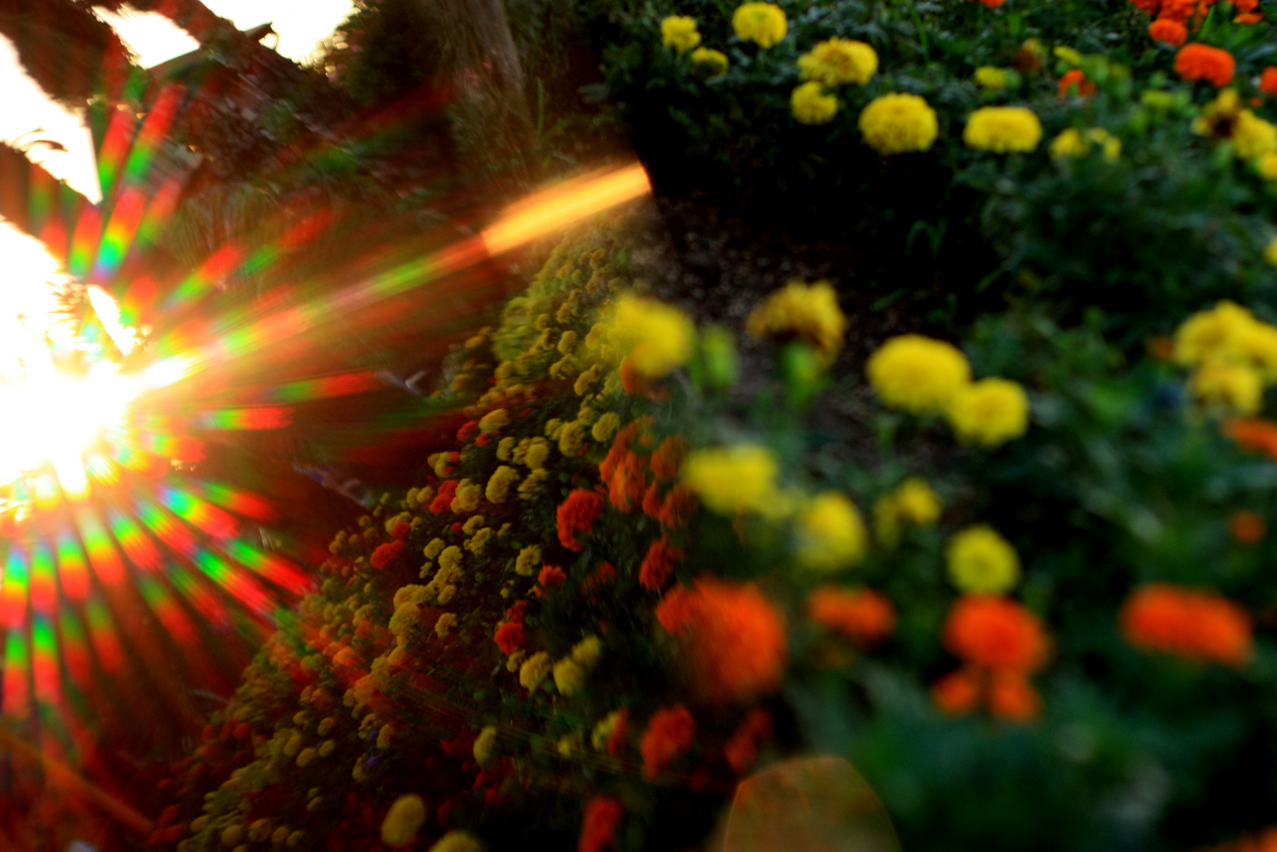 Первые кадры. Сочи — парк. Фотограф Роман Адлер