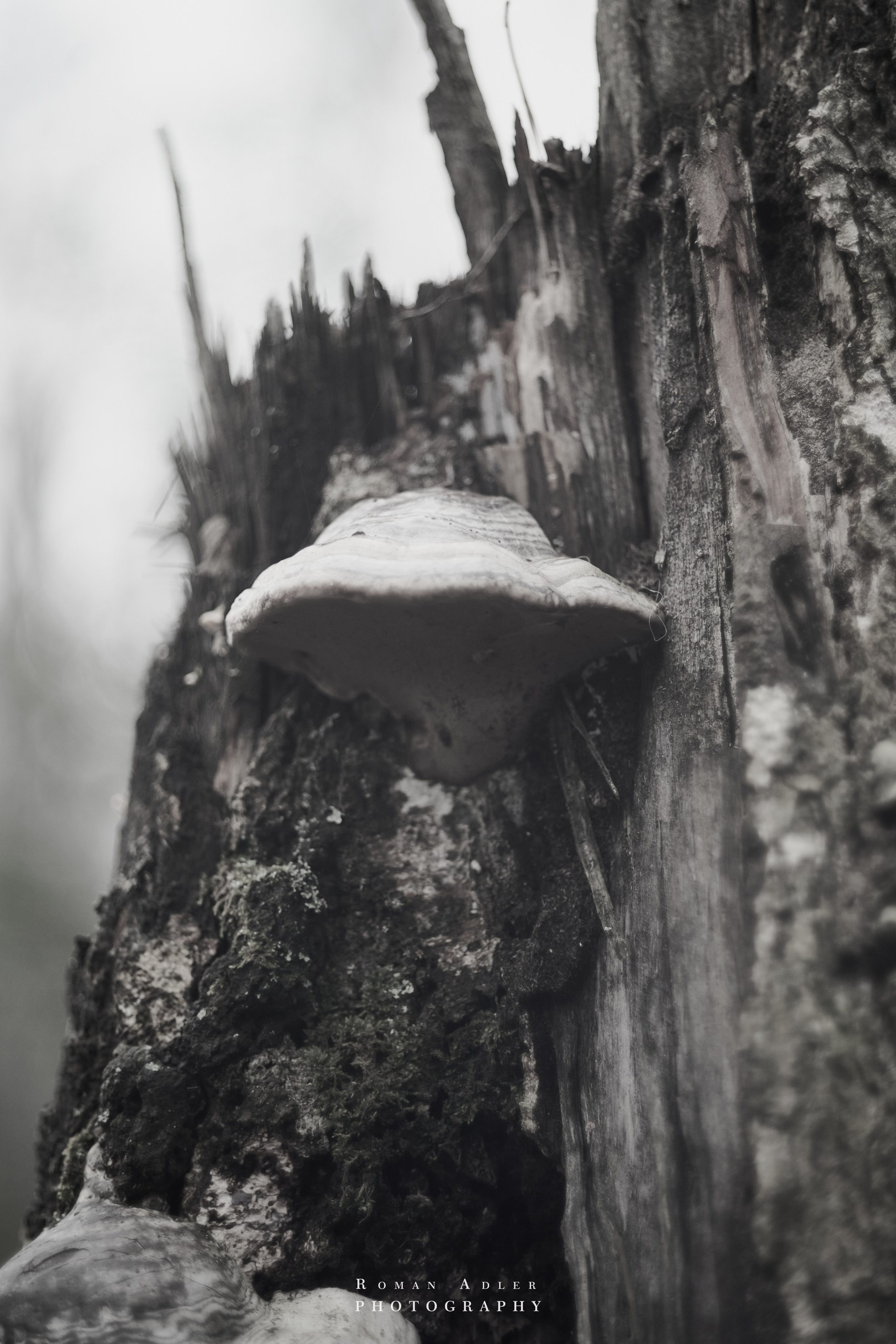 Февральский лес. Фотограф Роман Адлер