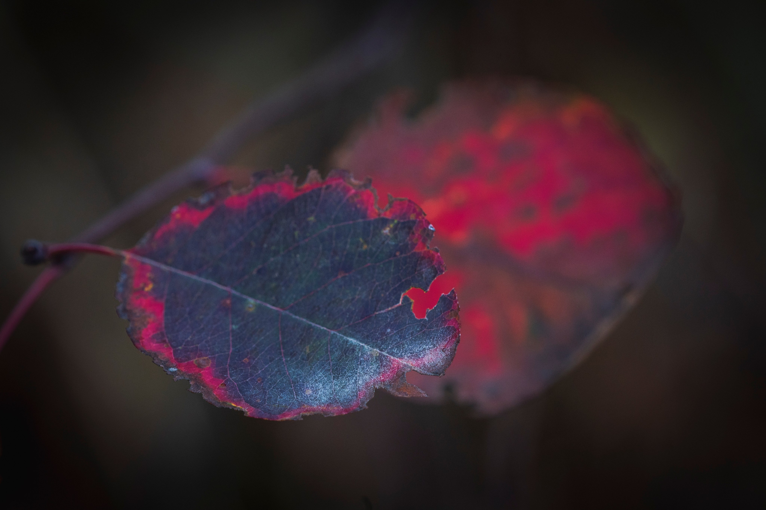 Фотопрогулка ДР. Фотограф Роман Адлер