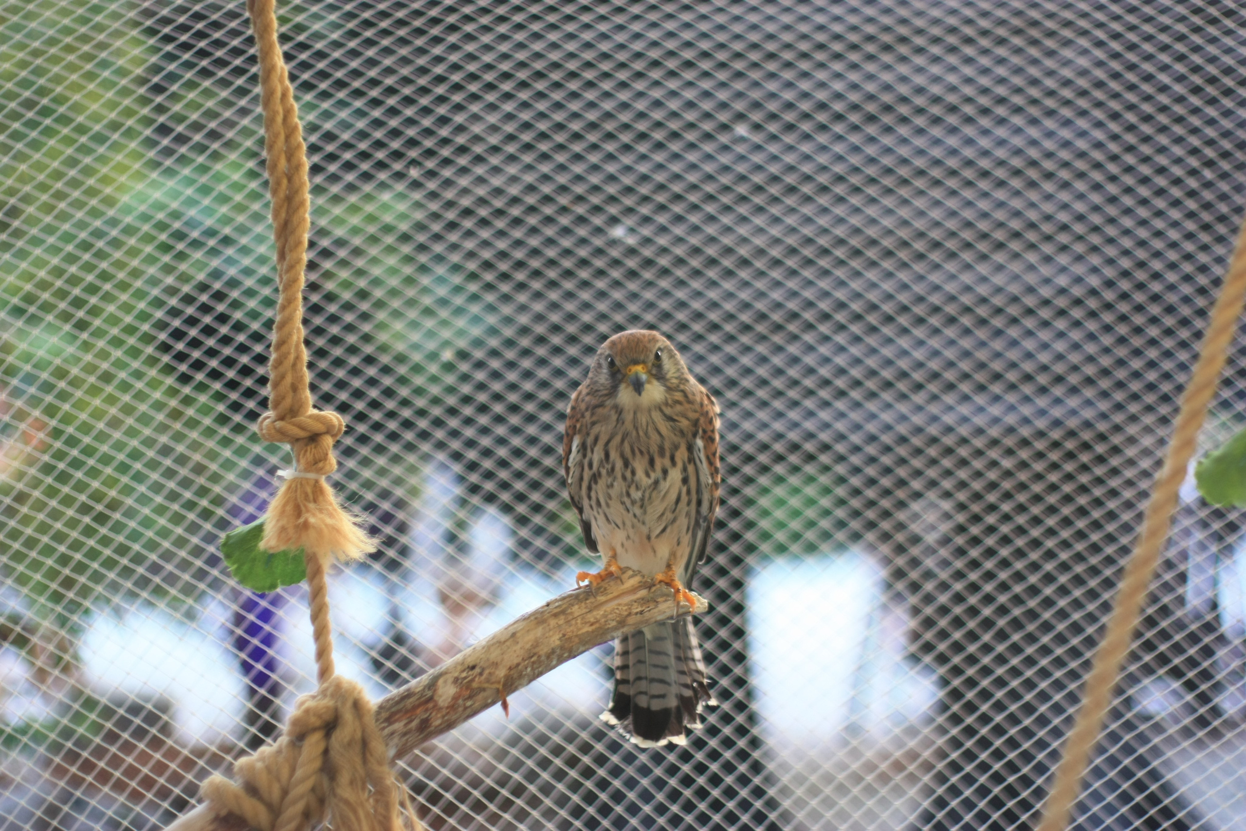 Первые кадры. Сочи — парк. Фотограф Роман Адлер