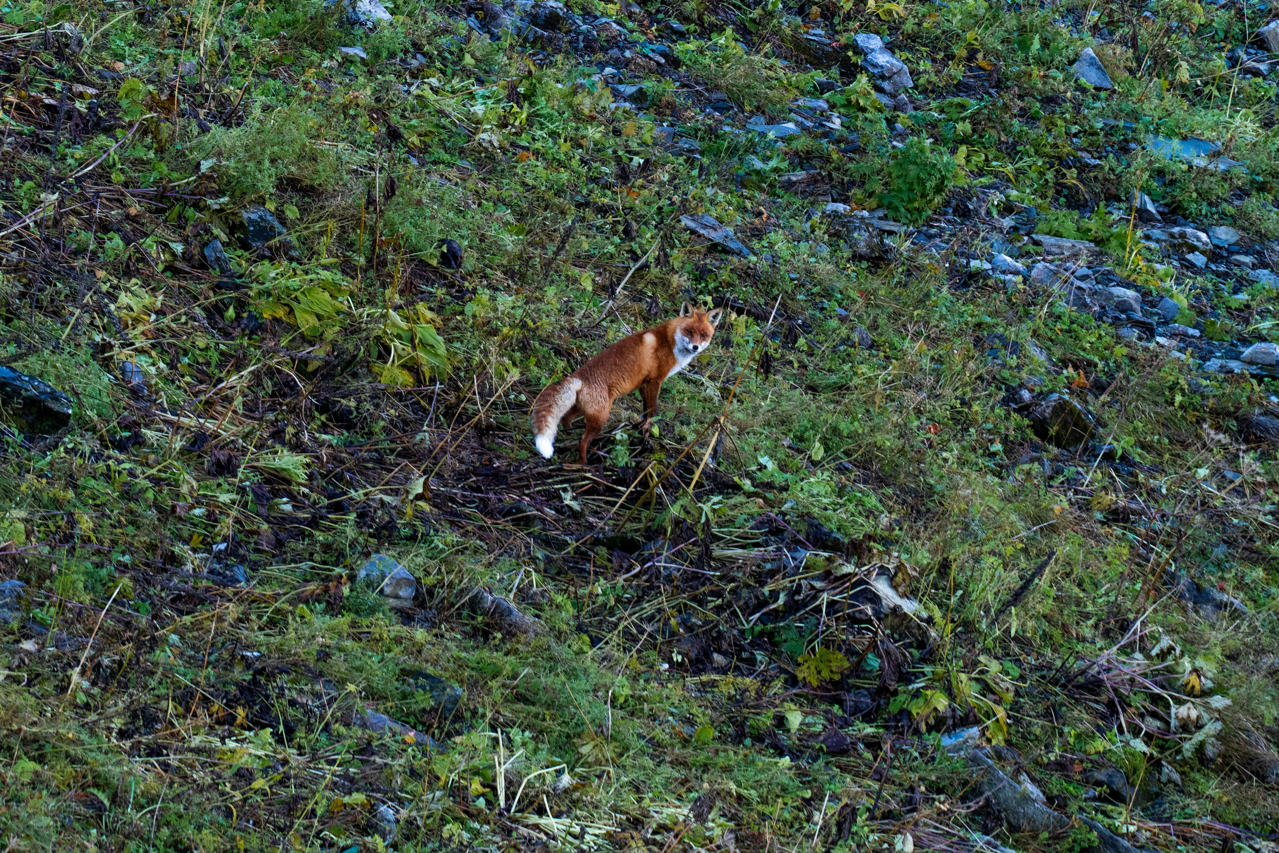 Трейловый бег «Альпиндустрия. Три курорта''. Репортажный фотограф в Красной Поляне и Сочи Павлюченко Екатерина