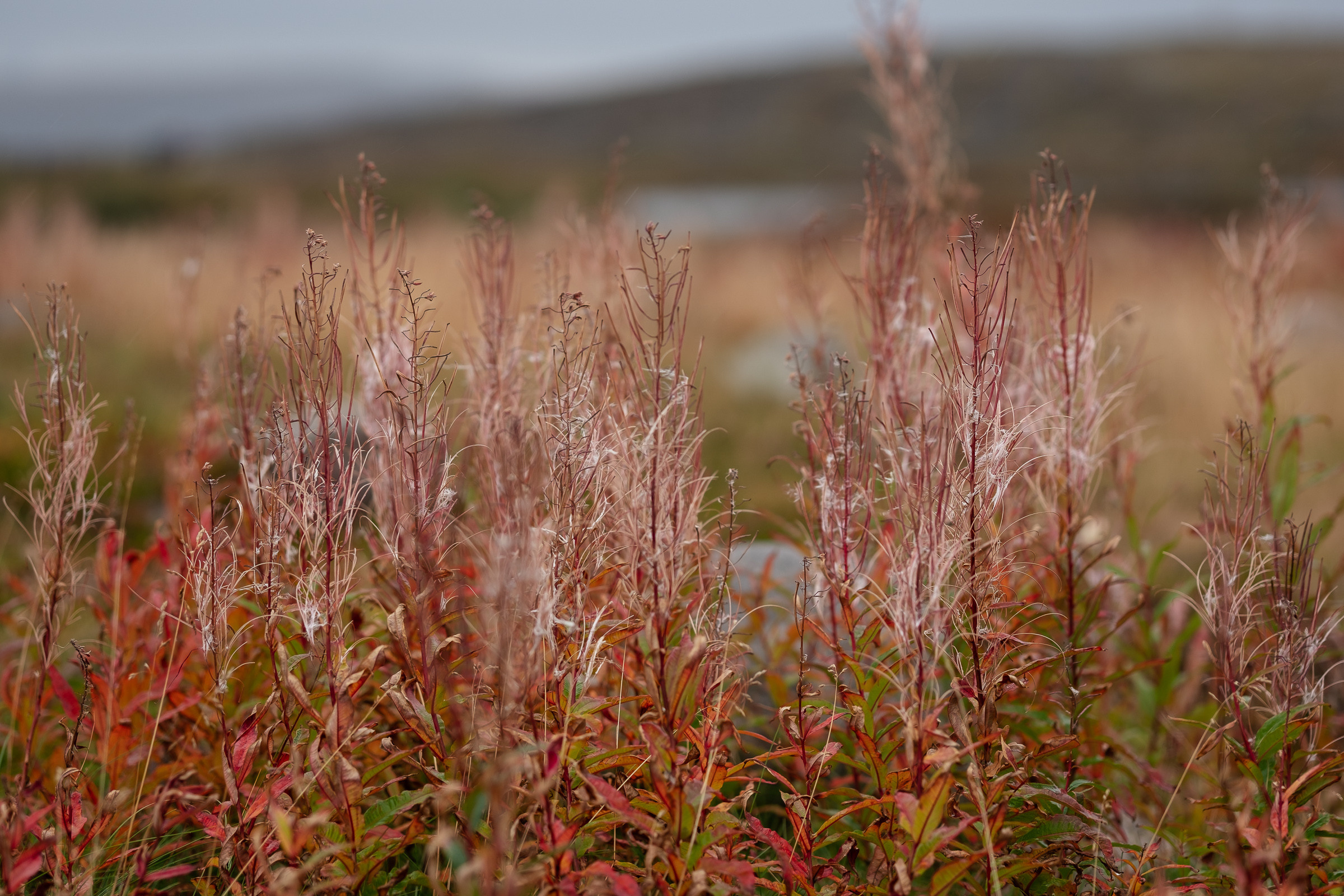 Репортаж — туризм в Териберке. Репортаж — Бэки — Портреты. Москва, СПб. Алексей Назаров