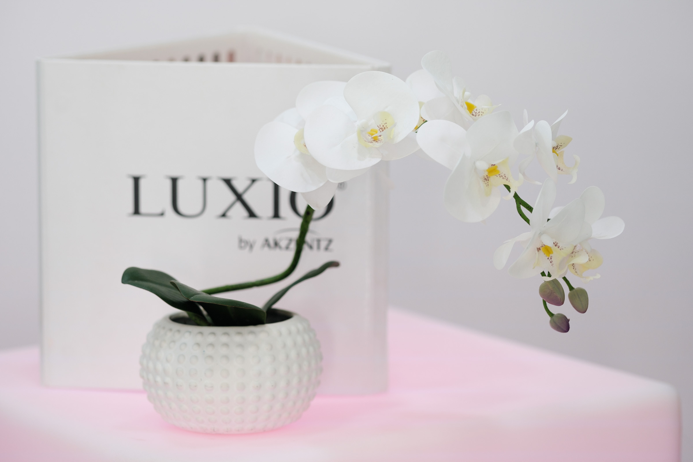 Beauty Colony — декор LOOK in DEKOR. Репортаж — Бэки — Портреты. Москва, СПб. Алексей Назаров