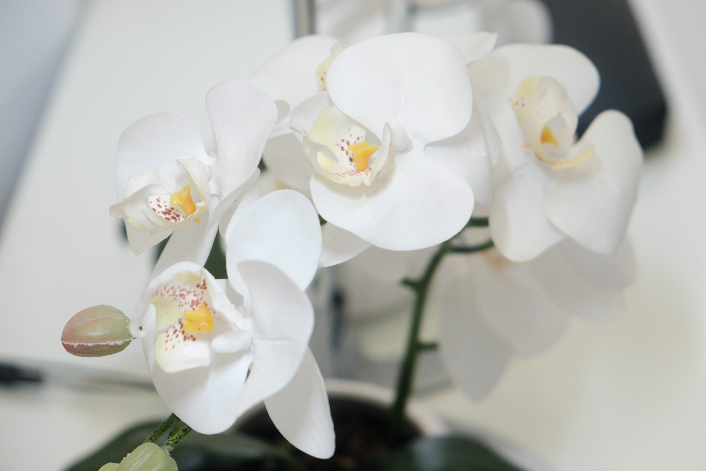 Beauty Colony — декор LOOK in DEKOR. Репортаж — Бэки — Портреты. Москва, СПб. Алексей Назаров