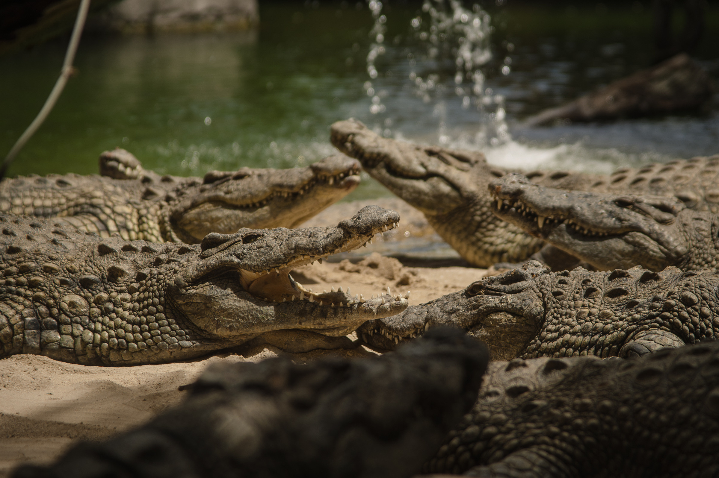Репортаж в отпуске. Репортаж — Бэки — Портреты. Москва, СПб. Алексей Назаров