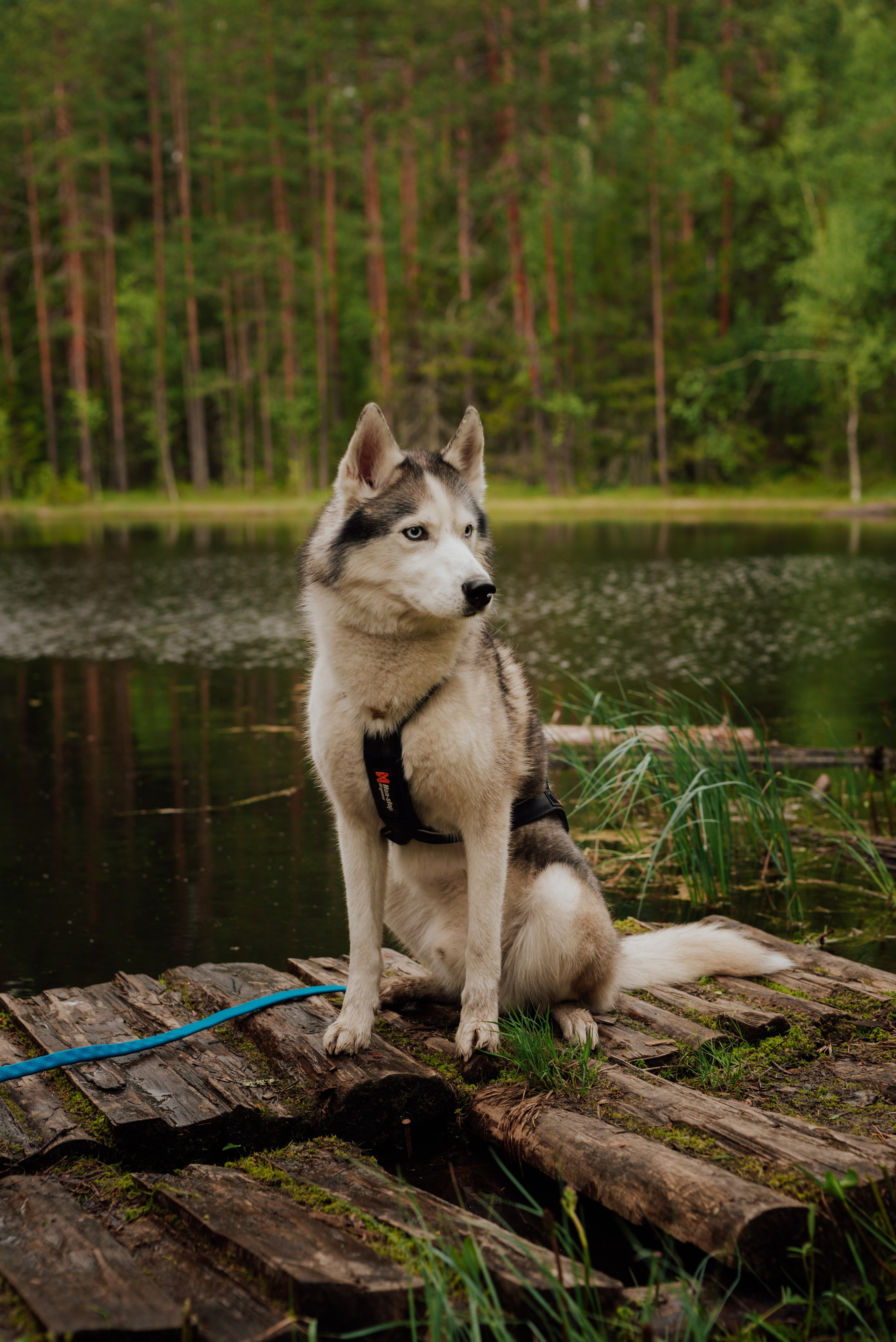 Догтрекинг. Фотограф в Санкт-Петербурге и Ленинградской области