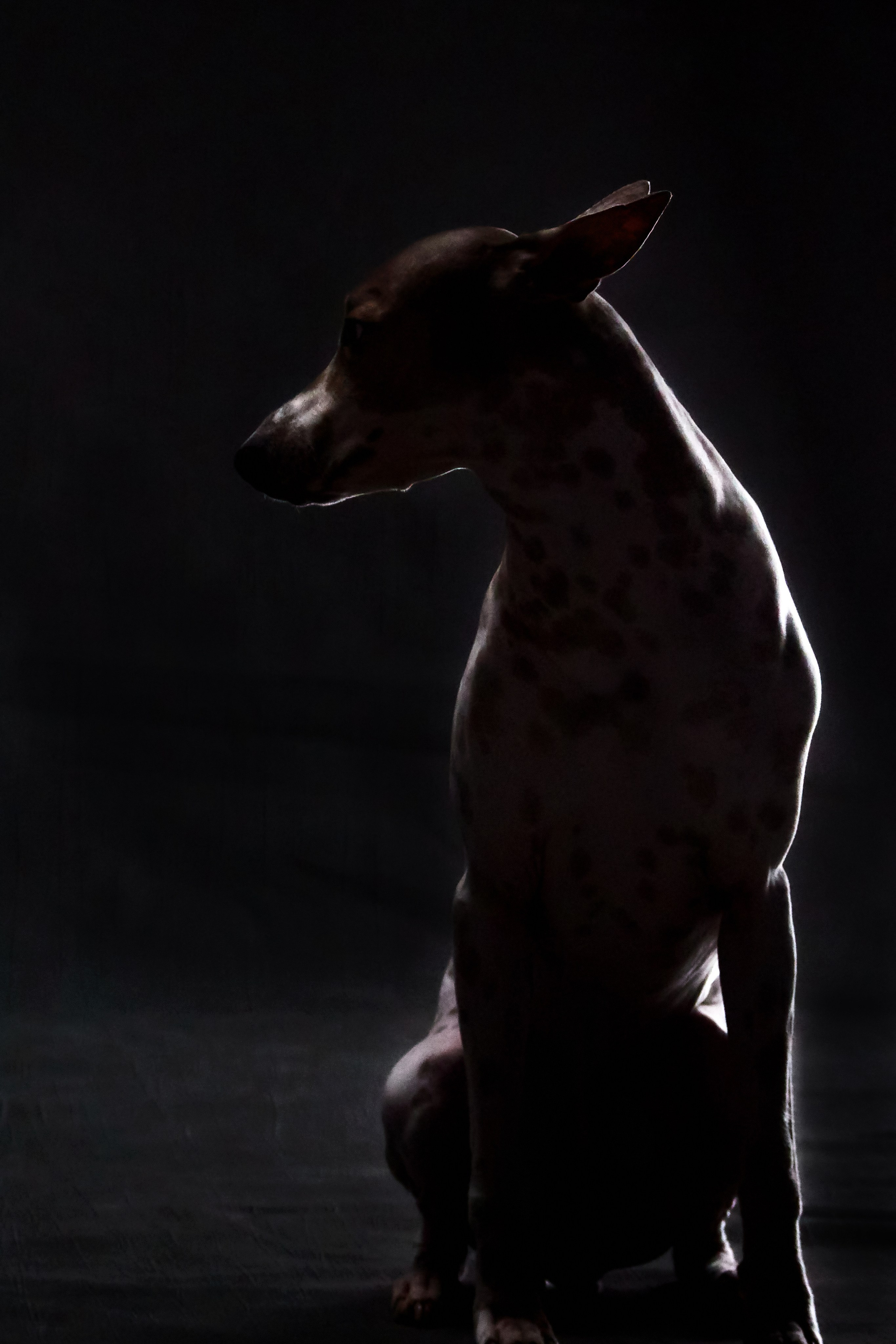 Фотосессия с животными. Фотограф анималист — Тула, Москва