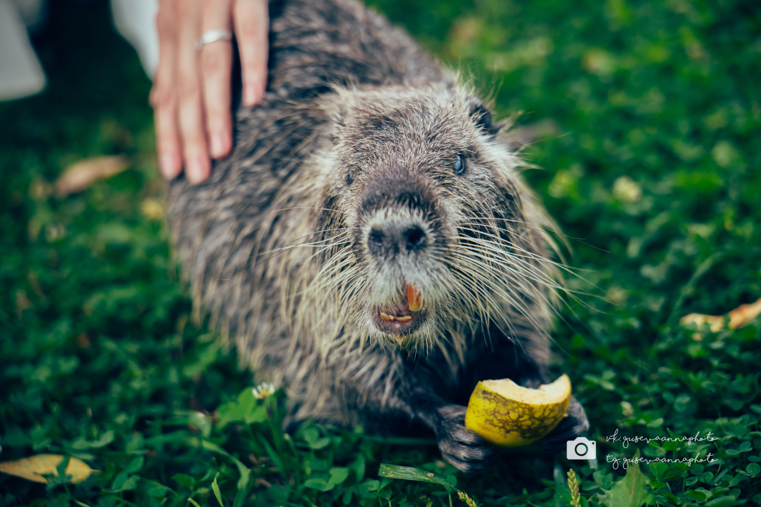 Свадебные съемки. Фотограф в Старом Осколе Гусева Анна