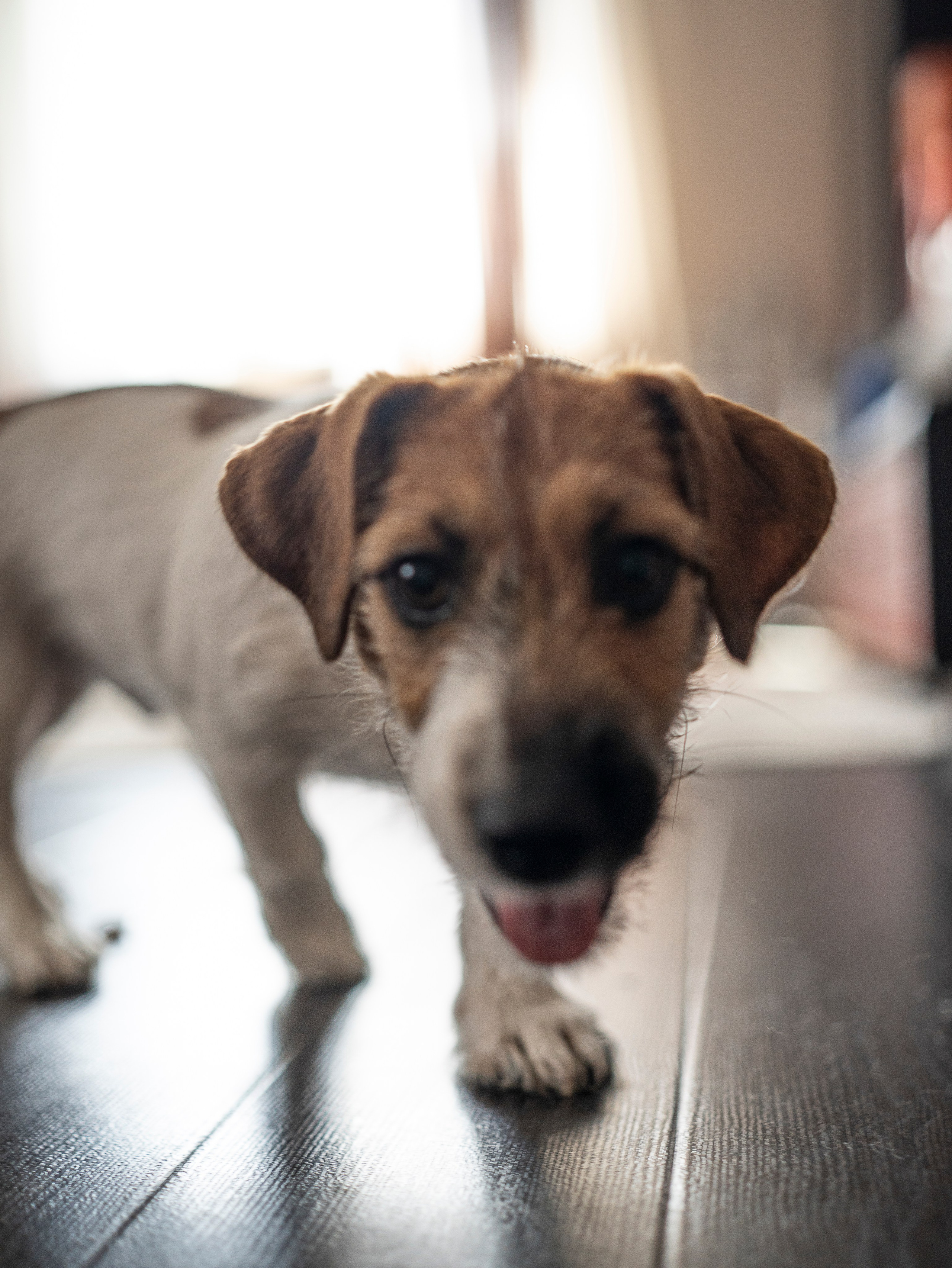 Ляля и Бандит Питомцы. Свадебный и Женский фотограф в г. Кемерово