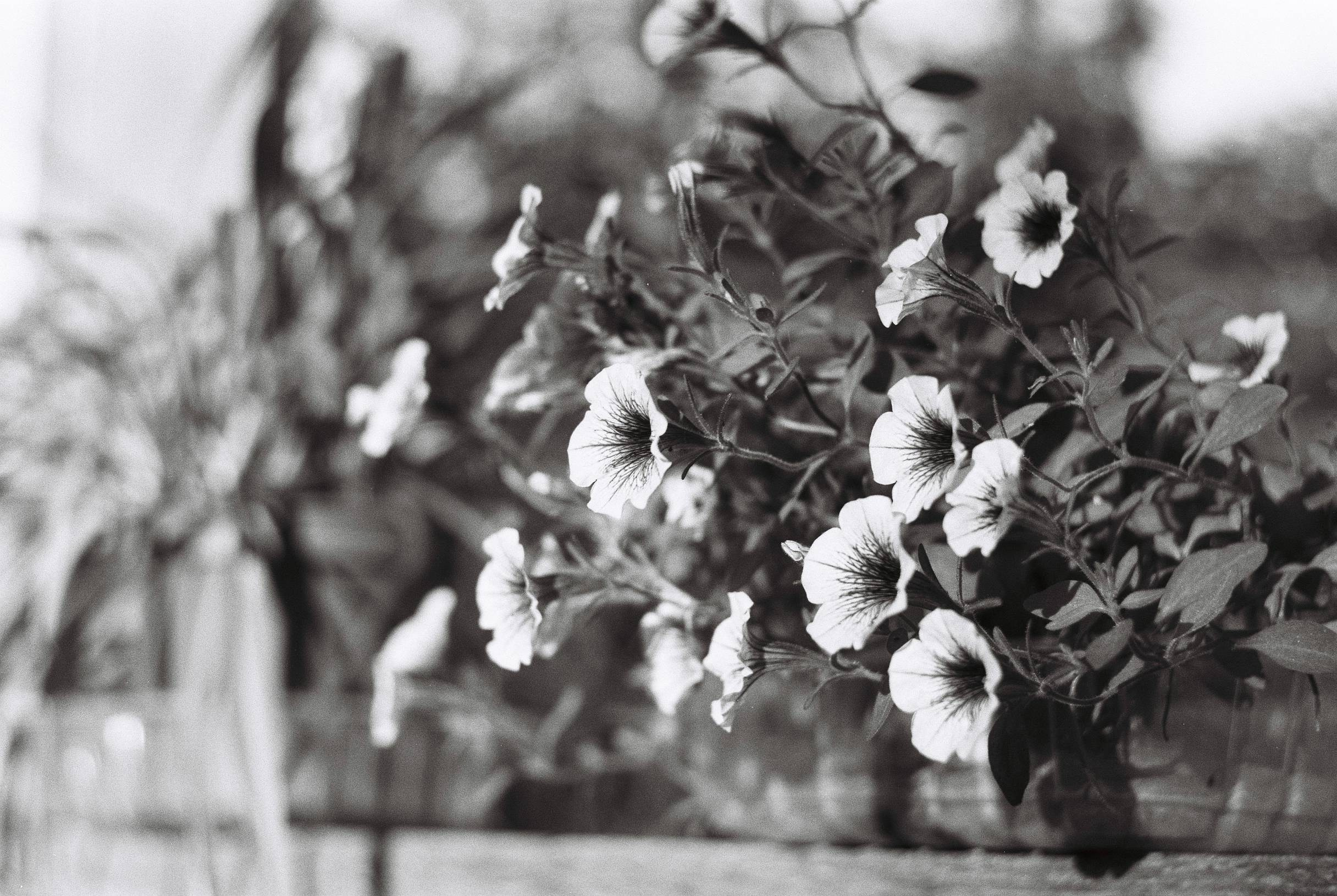 Уличная фотография. Репортажный фотограф в СПб