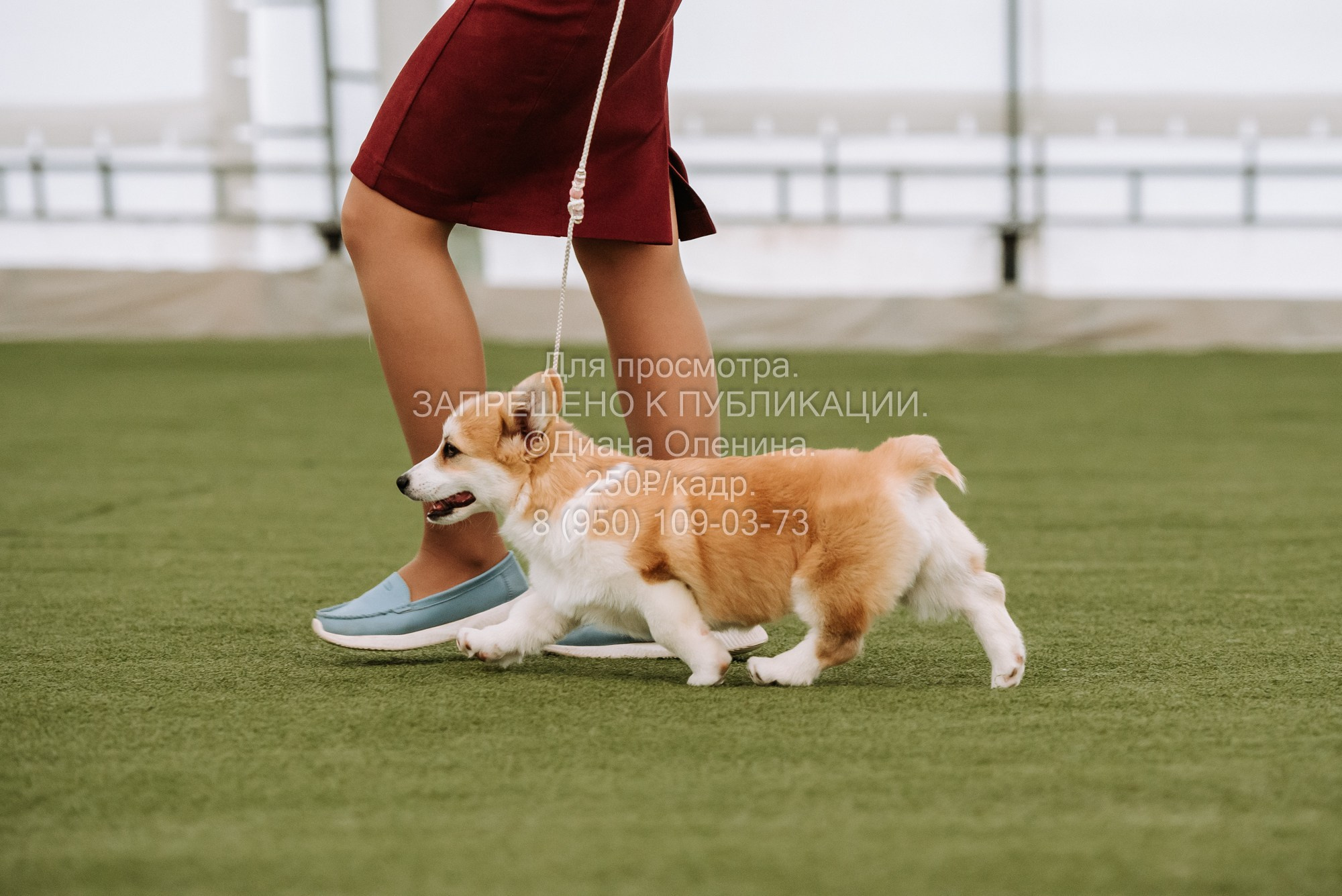 Выставка собак Красноярск 2.06. Фотограф Диана Оленина Красноярск / Братск