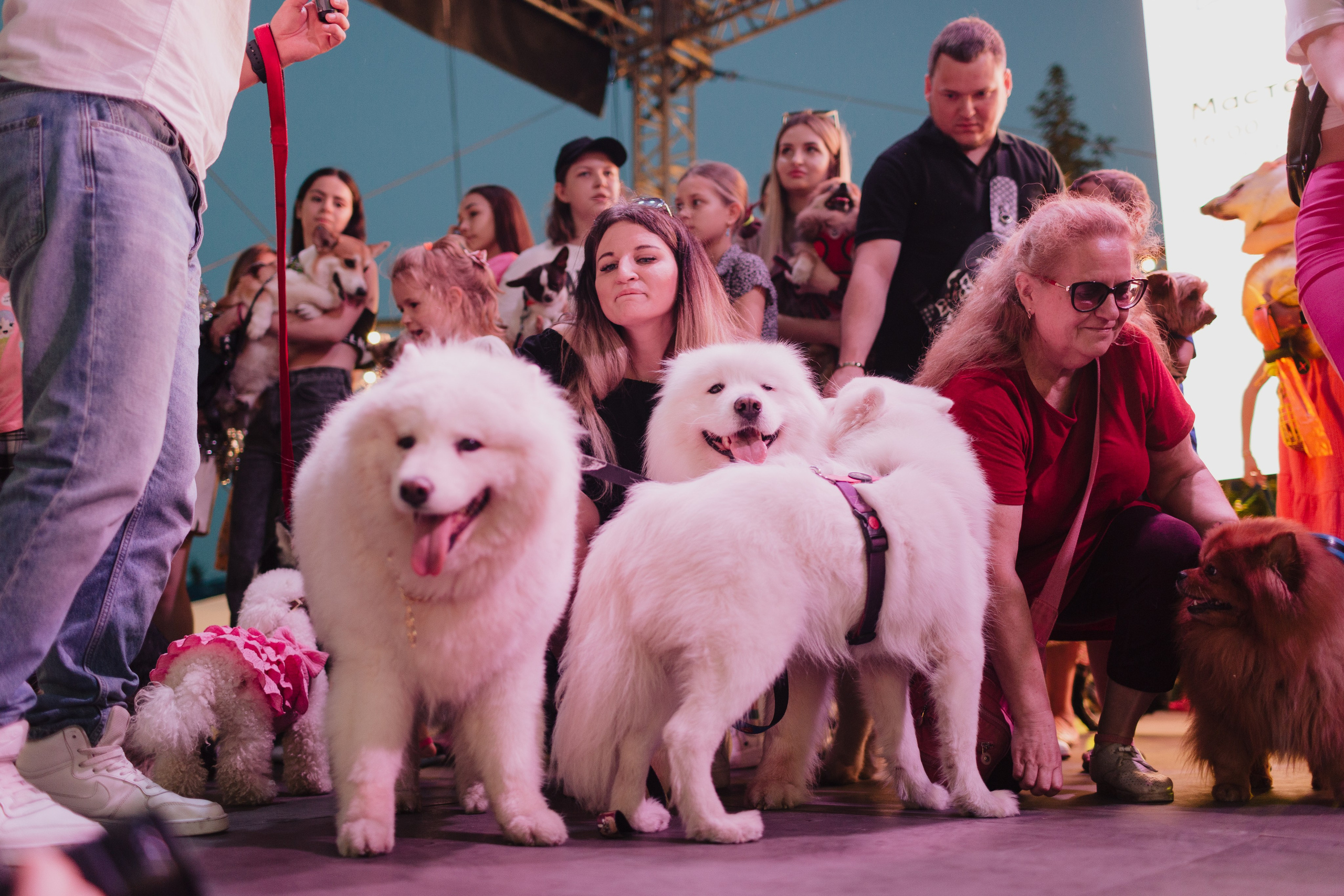 Dog Fest 2024. Главная