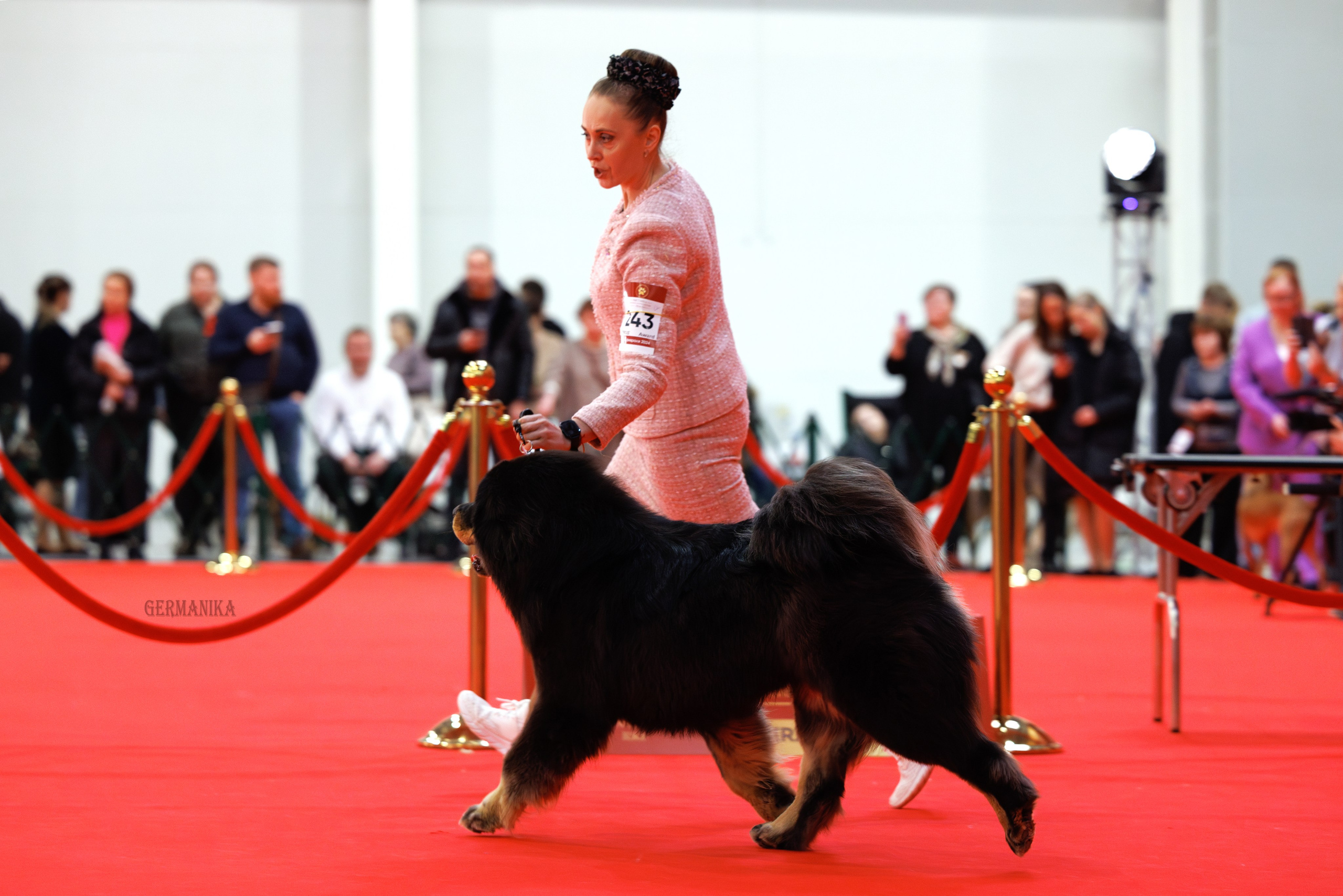 Лучшие Собаки России 17-18.02.2024. Фотограф-анималист Юлия Германика