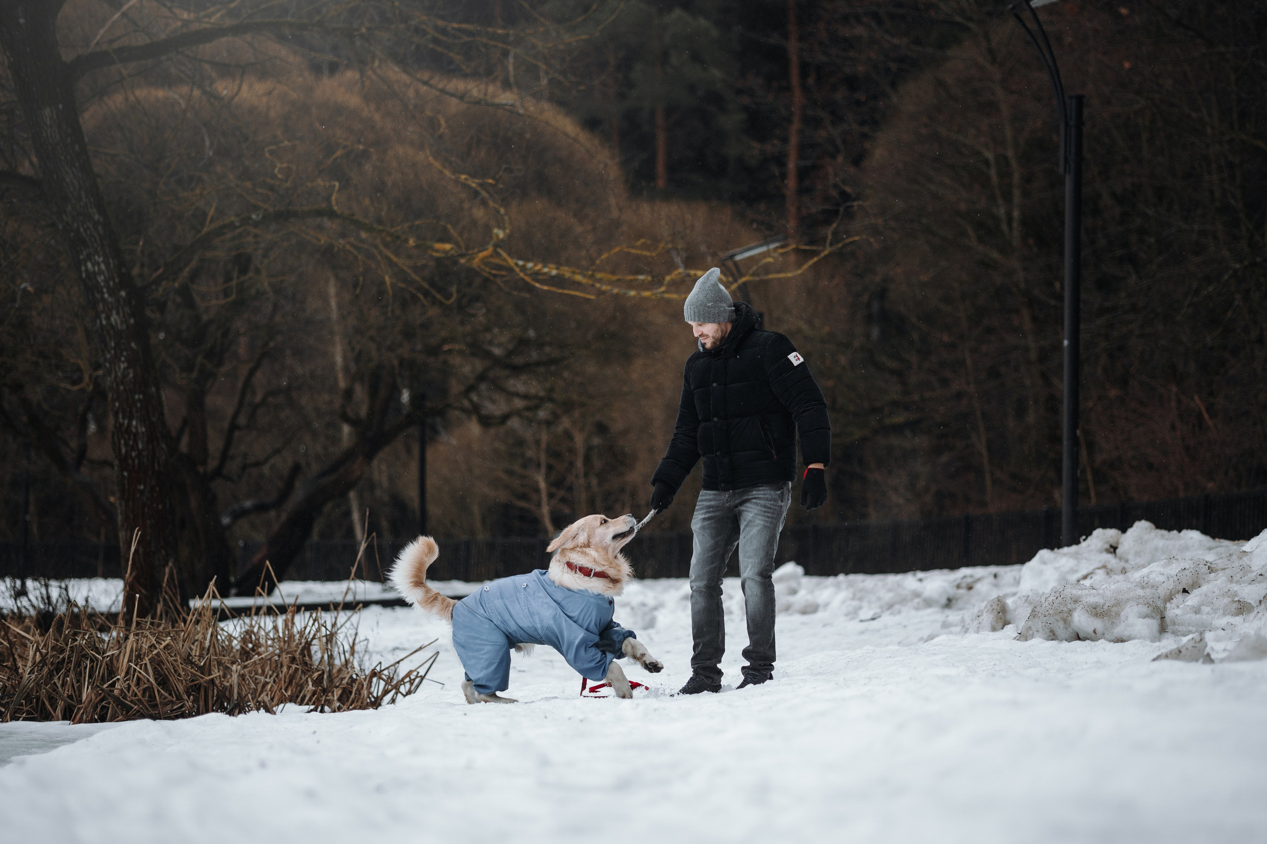 Шелби, Ватсон и ребята. Фотограф — Анималист | Санкт-Петербург