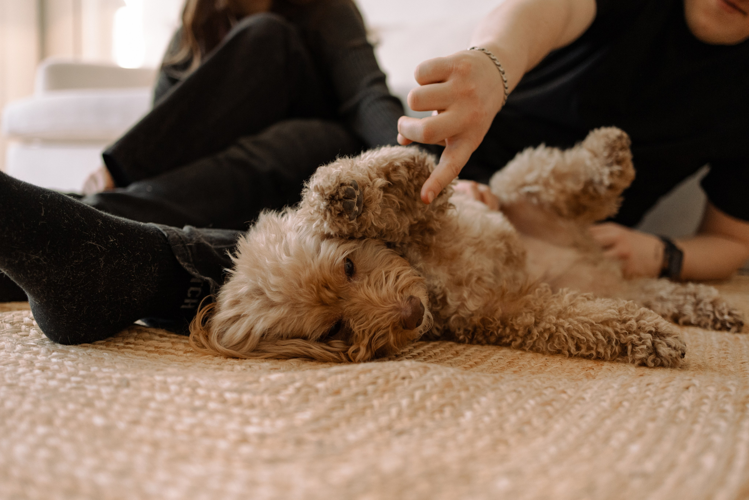 Шкипер и его семья. Фотограф — Анималист | Санкт-Петербург