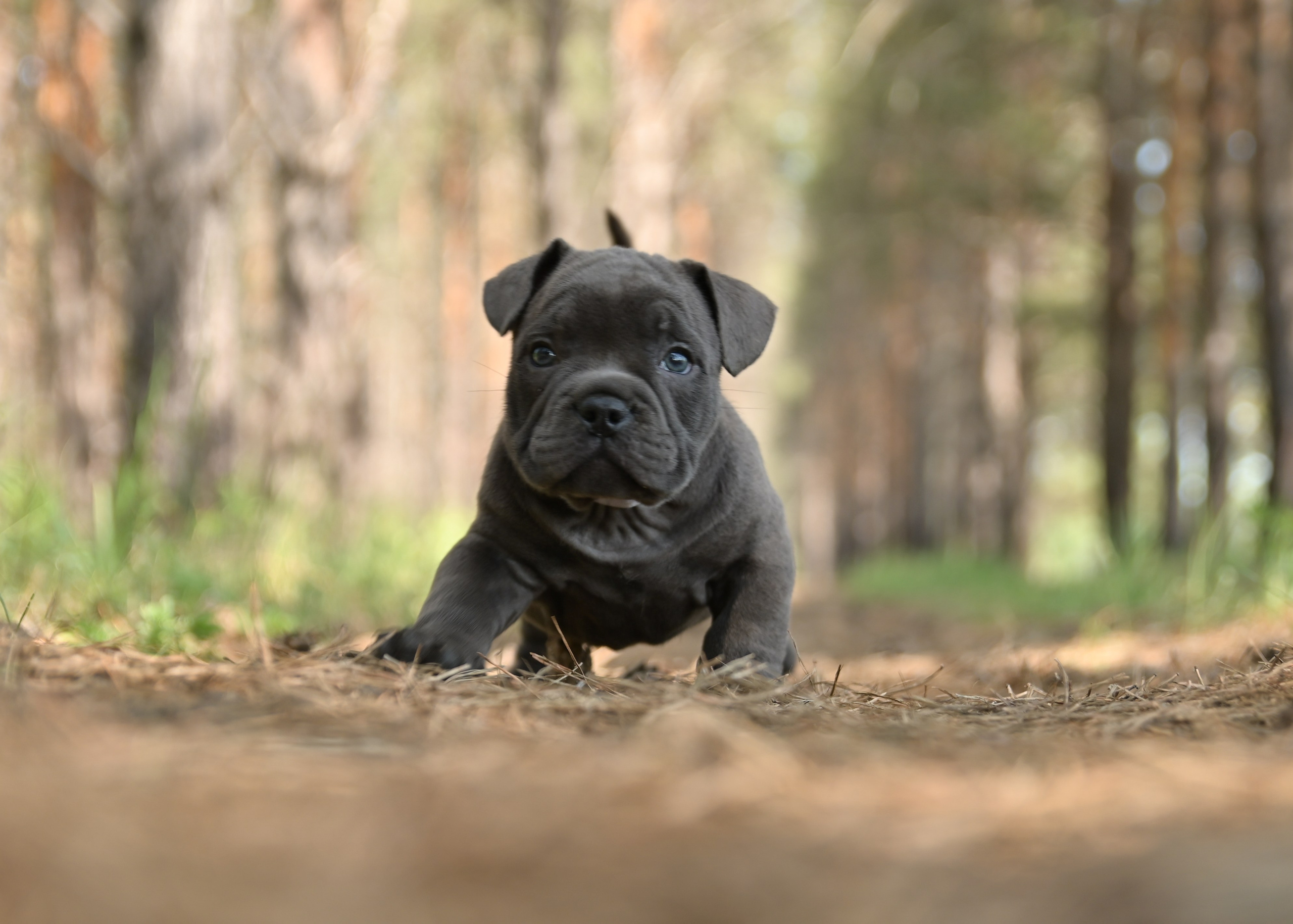 Свободные щенки Американский Булли в Иркутске. Питомник собак Иркутск