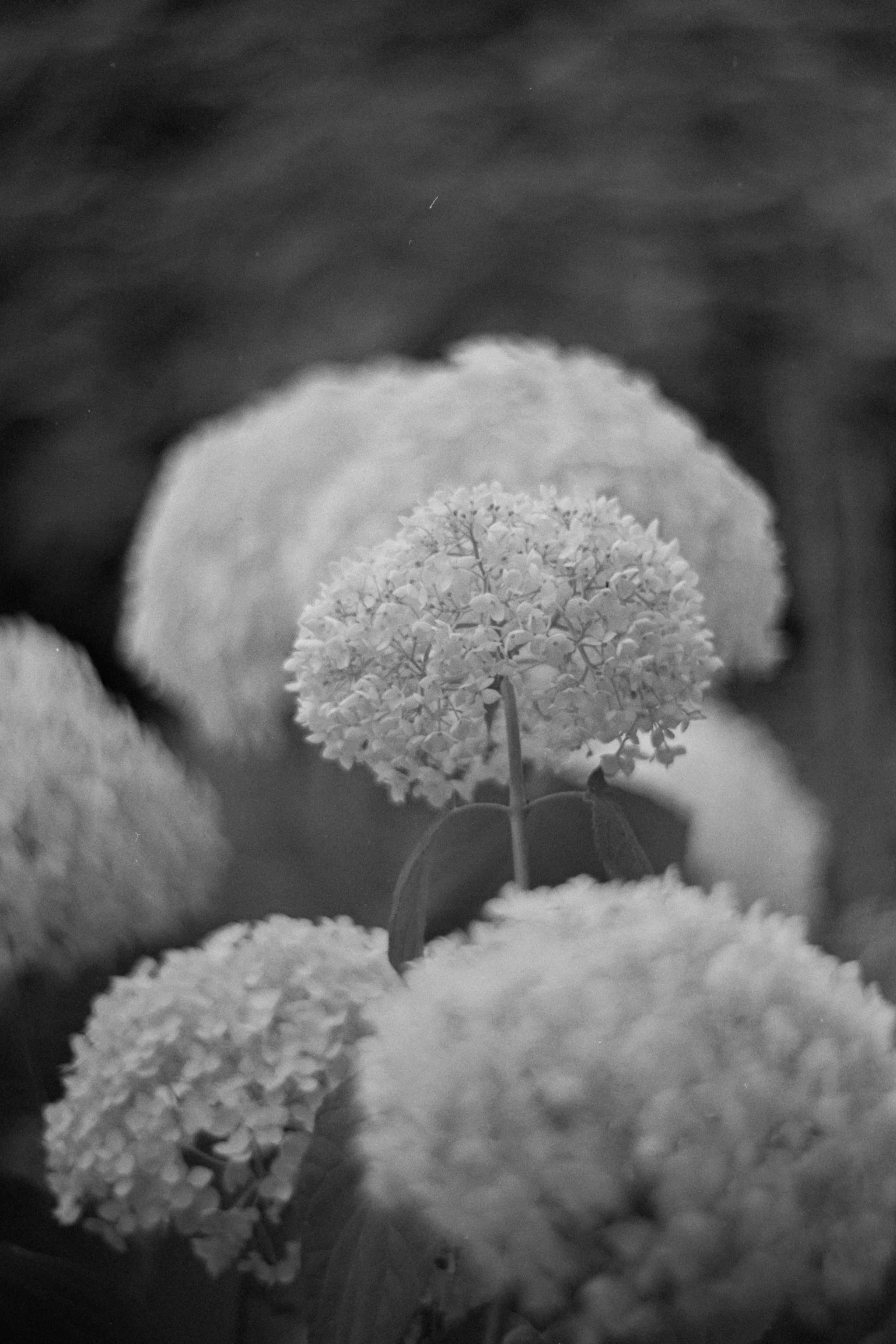 Пленочная история. Дмитрий Пропадалин, Нейрофотография