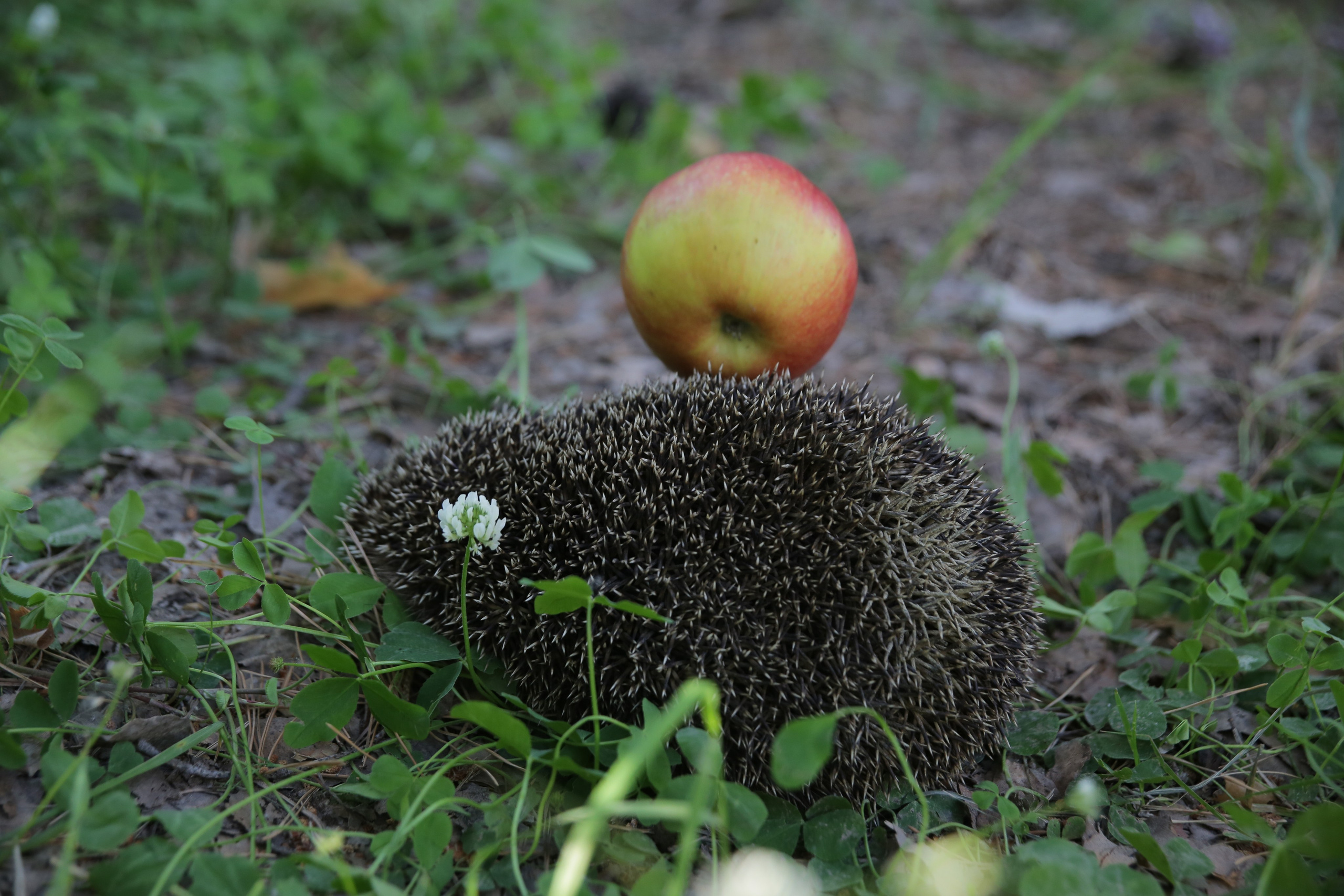 Фото Природы Забайкалья. Студия Максима Белослюдцева