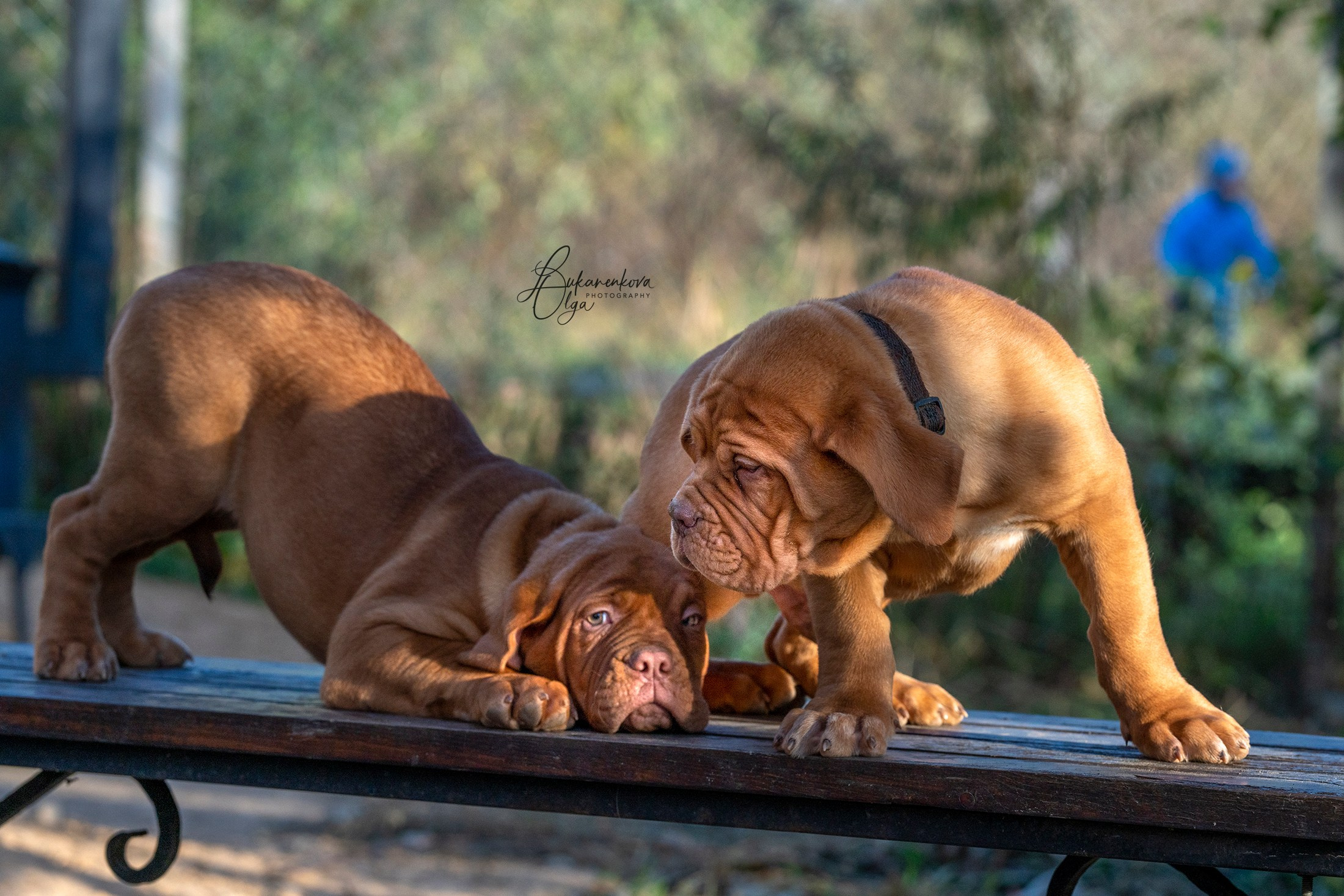 Боррдосы. Фотограф анималист Ольга Луканенкова в Москве