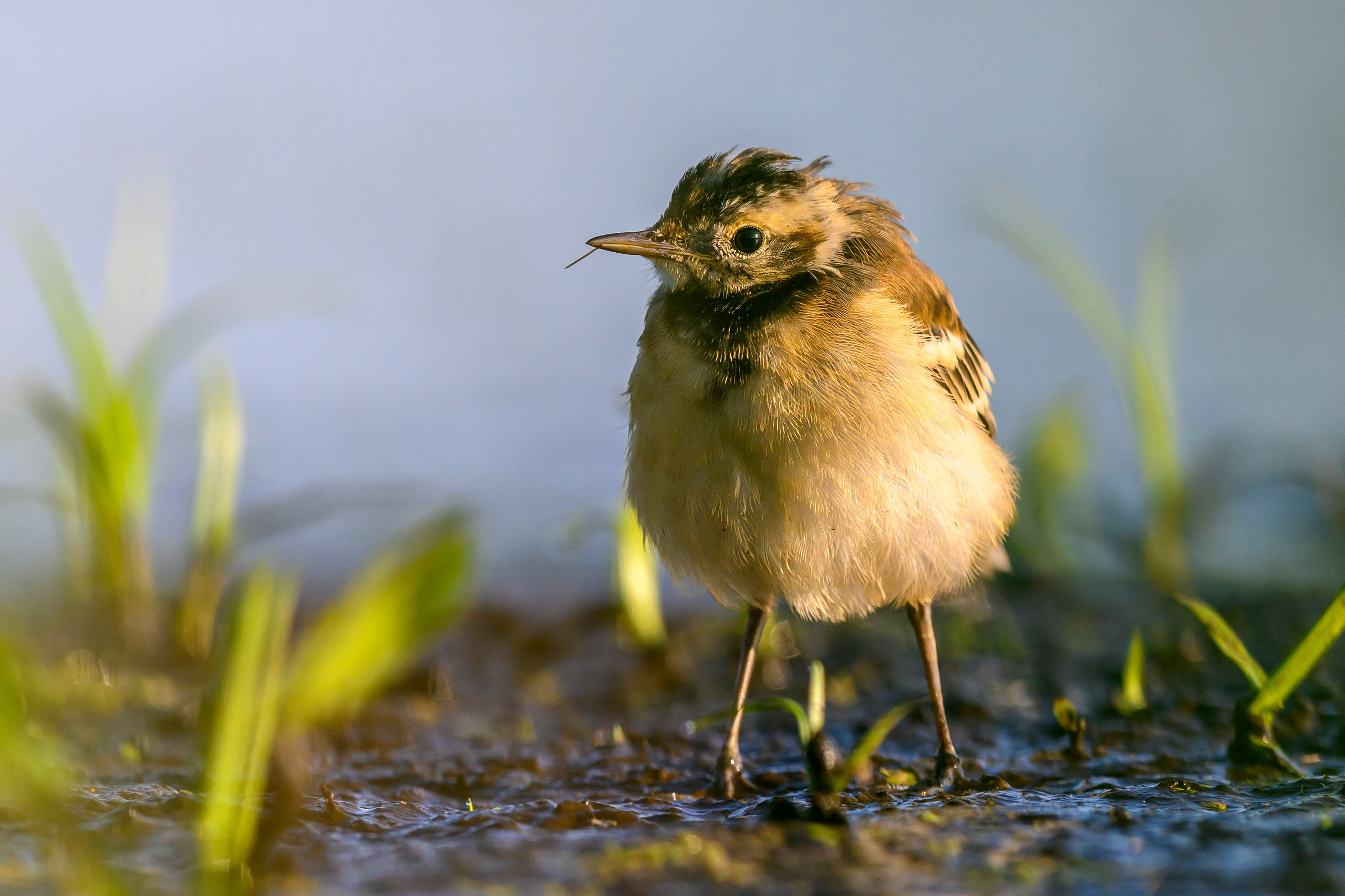 Птенец трясогузки, поручейник и фифи. Wildlife photography by Sergey Puponin