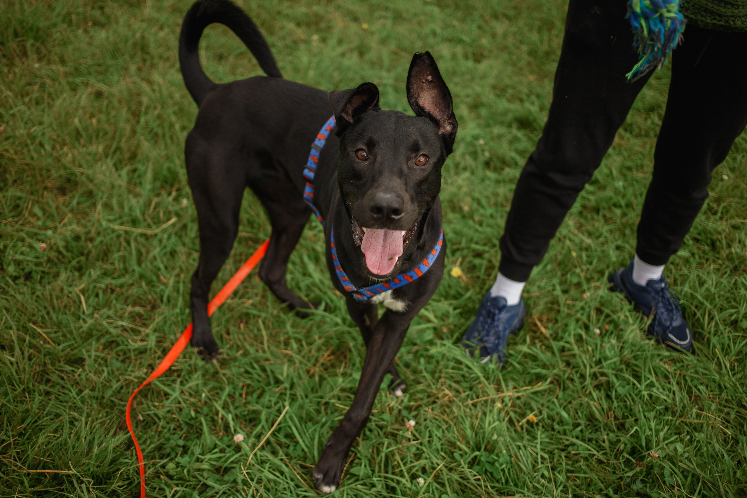 Отис ищет дом. Портретный фотограф в Санкт-Петербурге Катя Протасевич