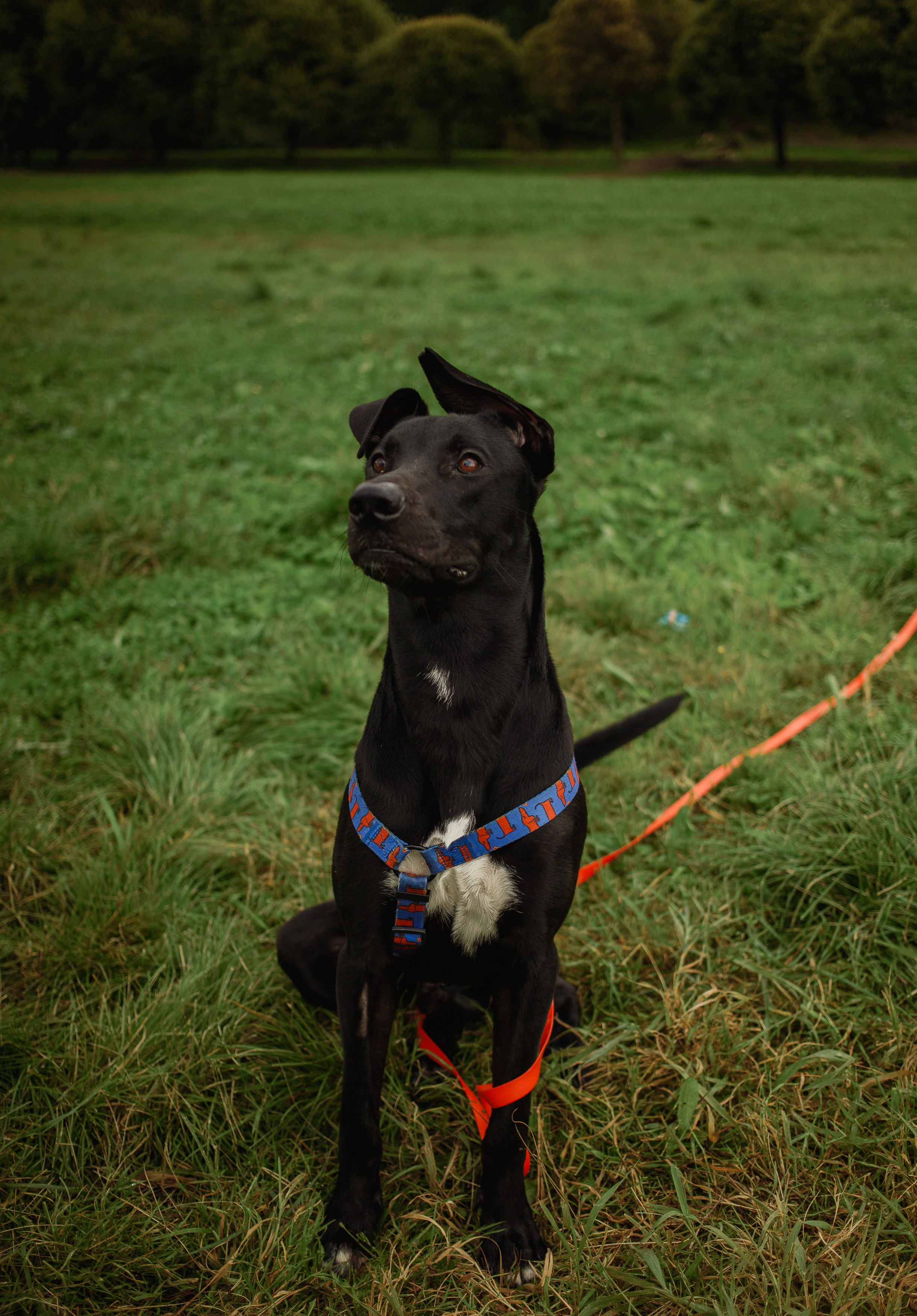 Отис ищет дом. Портретный фотограф в Санкт-Петербурге Катя Протасевич
