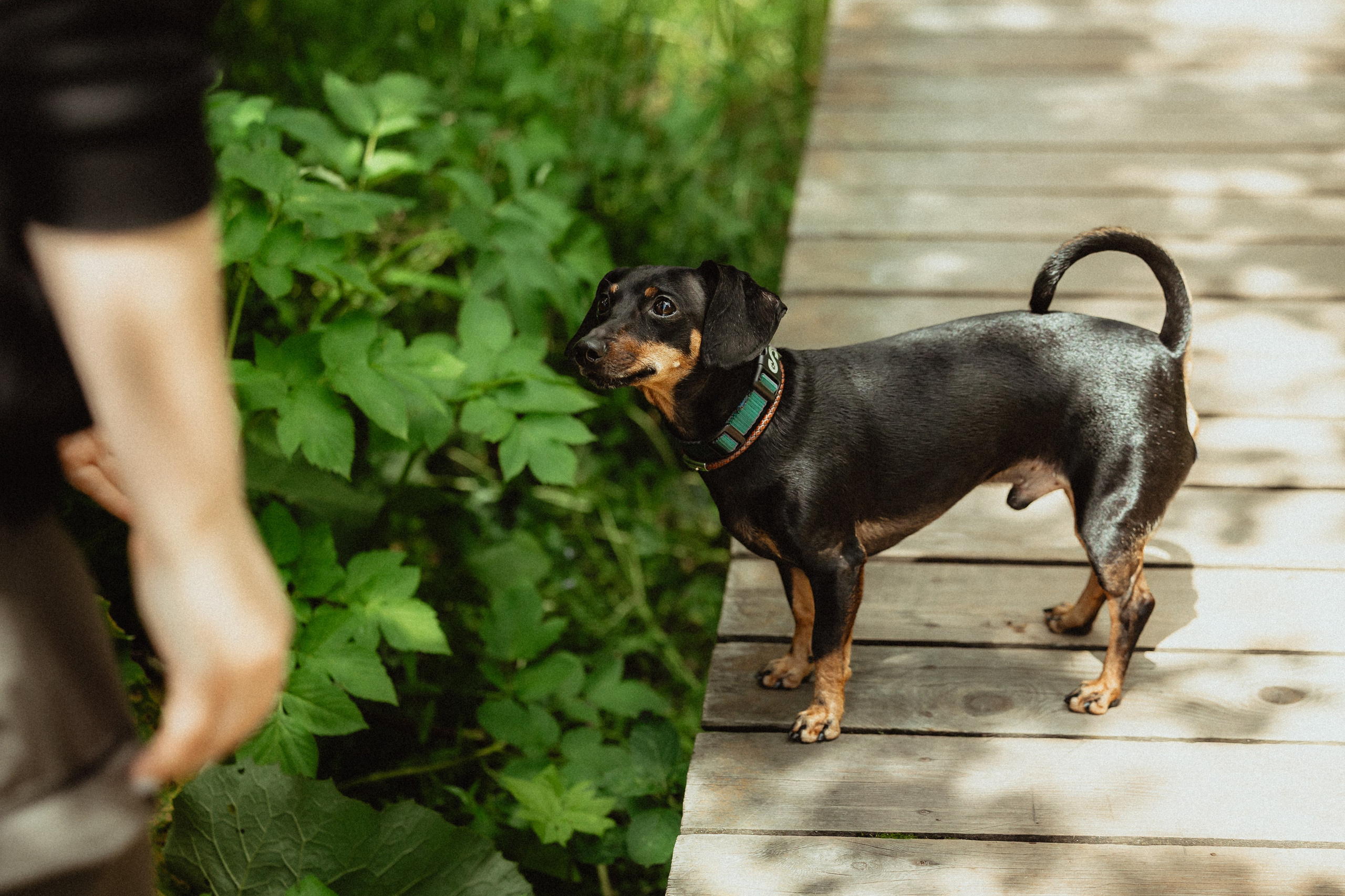 Выездной дог-тренинг от школы «Шерсть имею»
