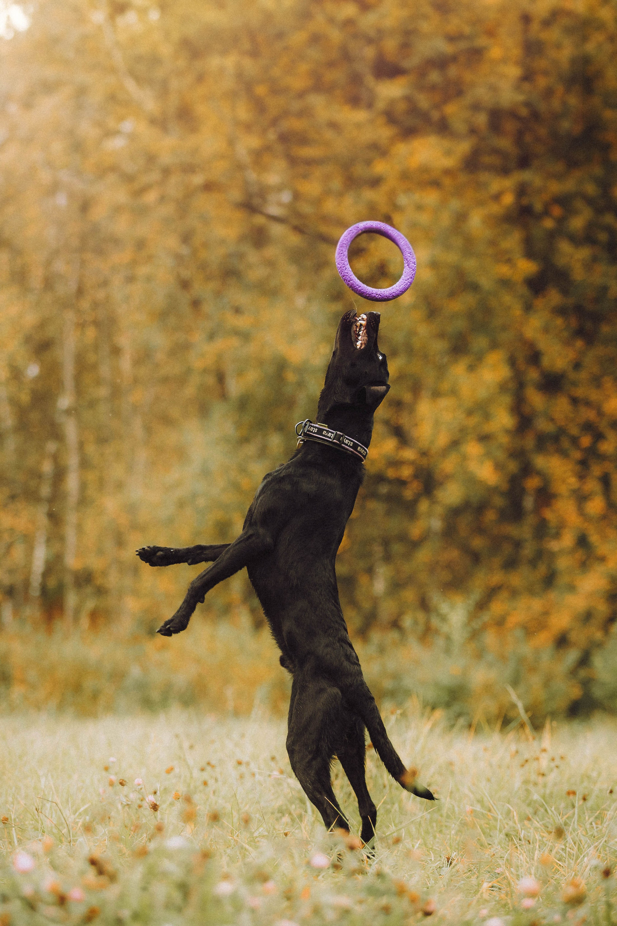 Аня, Нео и Луна