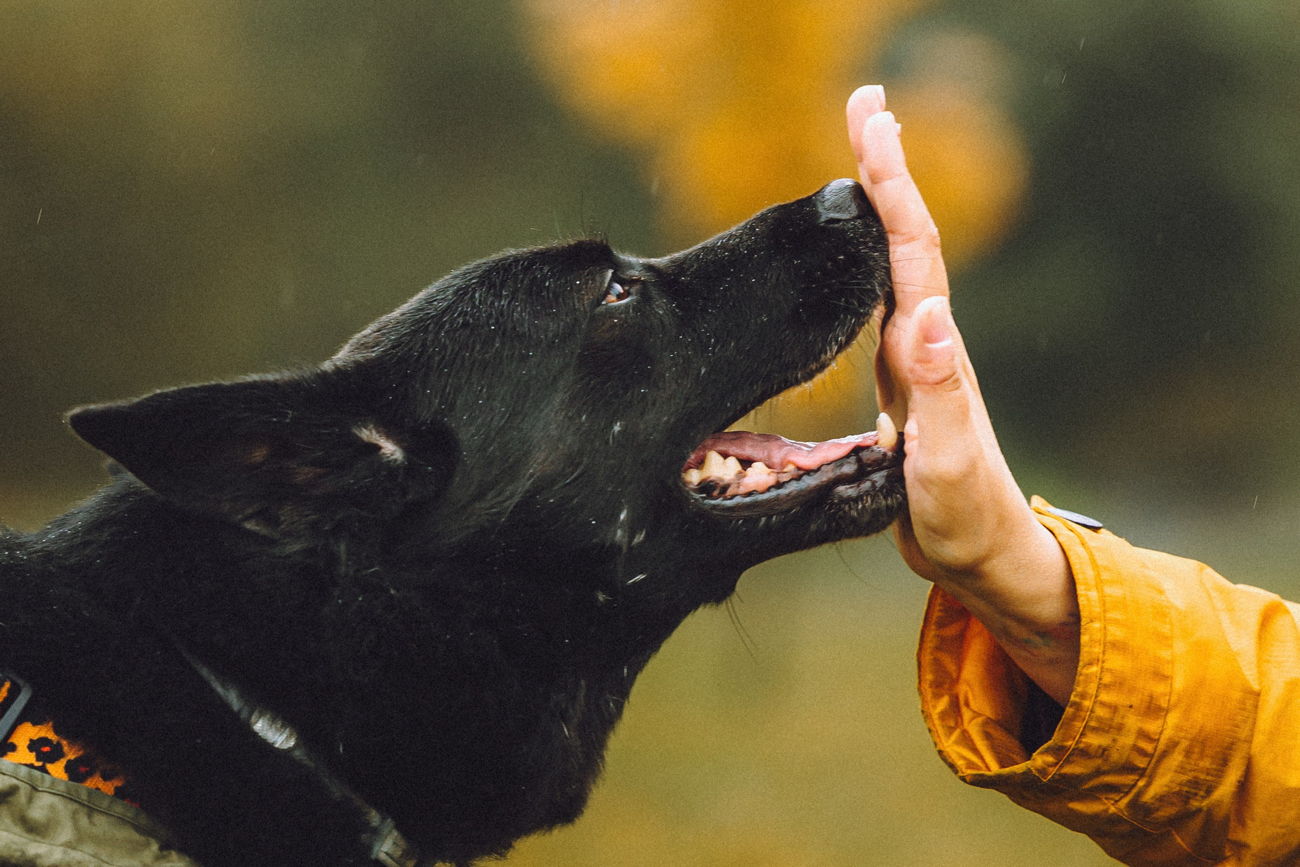 Рита и Буба