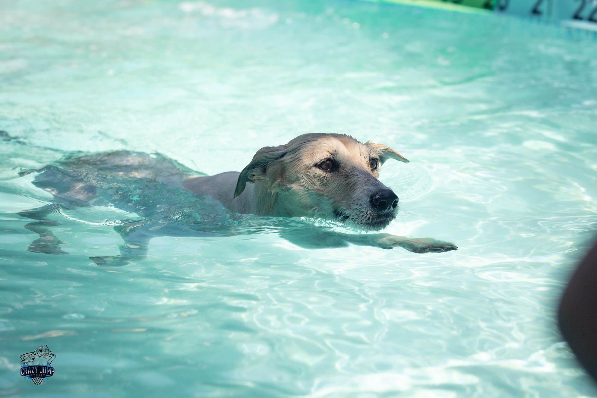 Собаки, спорт, Док дайвинг. Свадебный и репортажный фотограф в Москве и Московской области