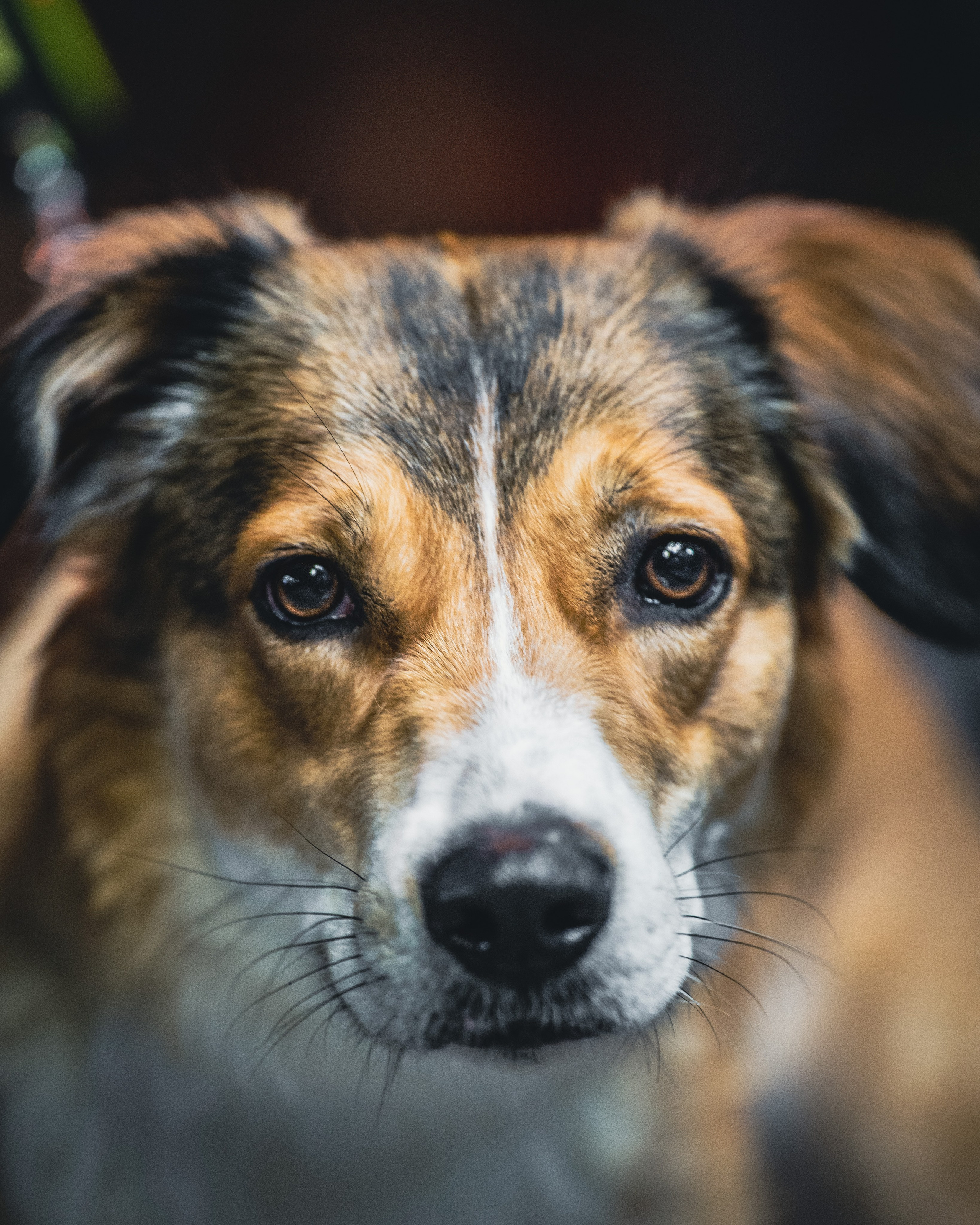 Животные. Репортажный фотограф в Краснодаре Рындин Дмитрий