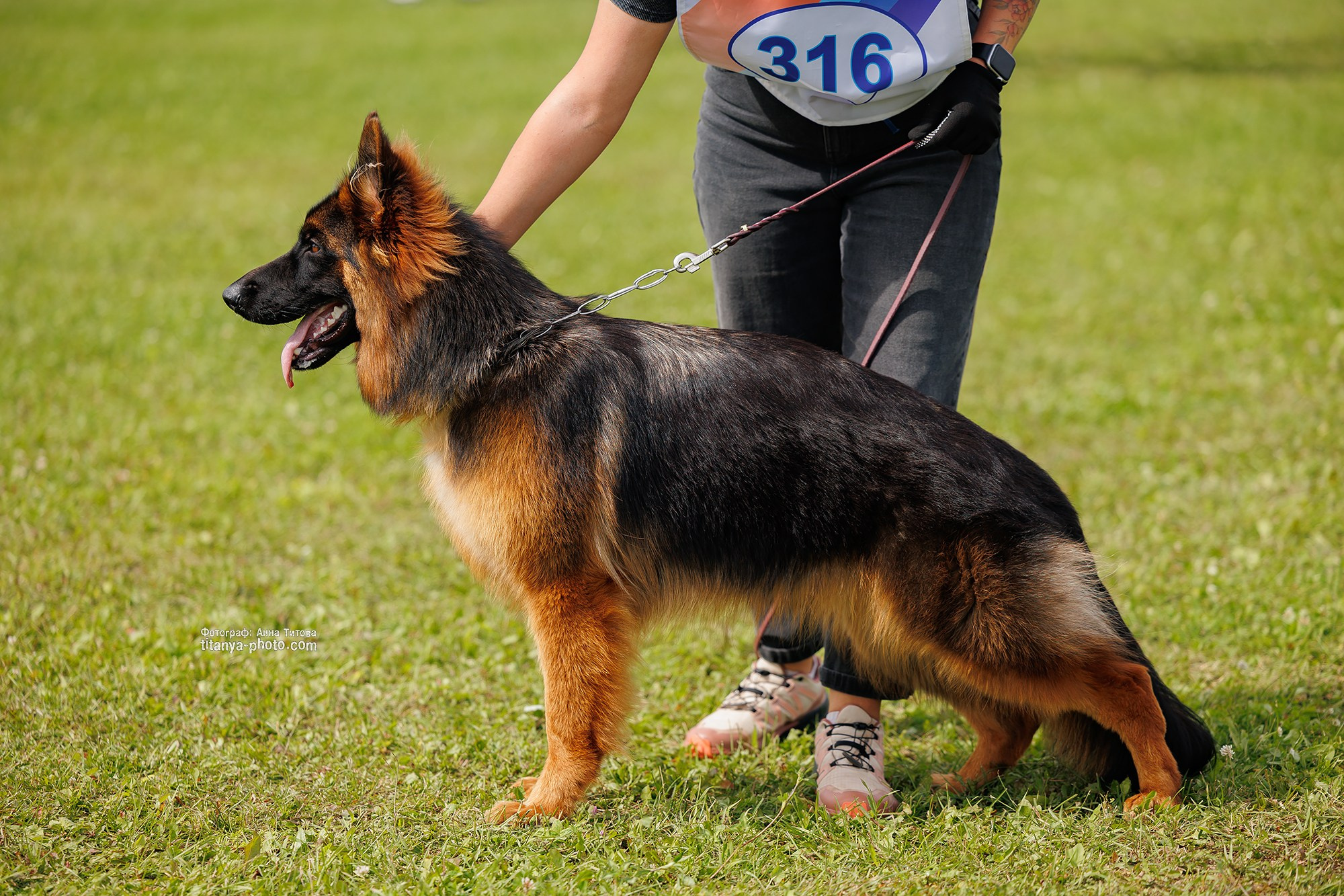 Немецкие овчарки: фото из рингов и вне ринга, мутпроба (фотографии с выставок). Фотограф собак, фотограф-анималист Аня Титова (Titanya). Москва