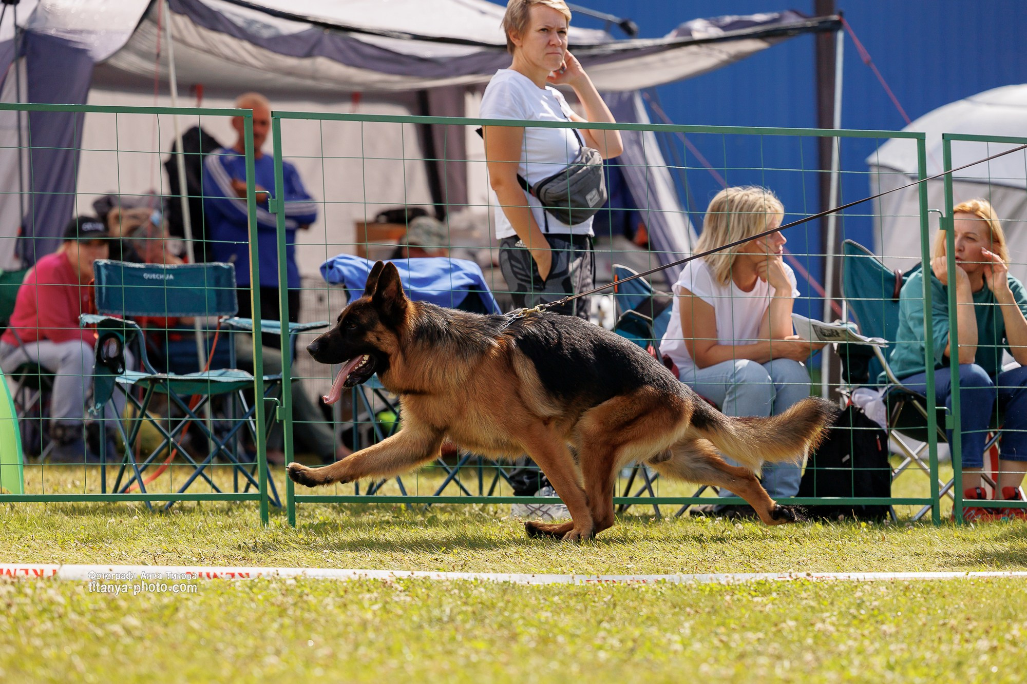 Немецкие овчарки: фото из рингов и вне ринга, мутпроба (фотографии с выставок). Фотограф собак, фотограф-анималист Аня Титова (Titanya). Москва