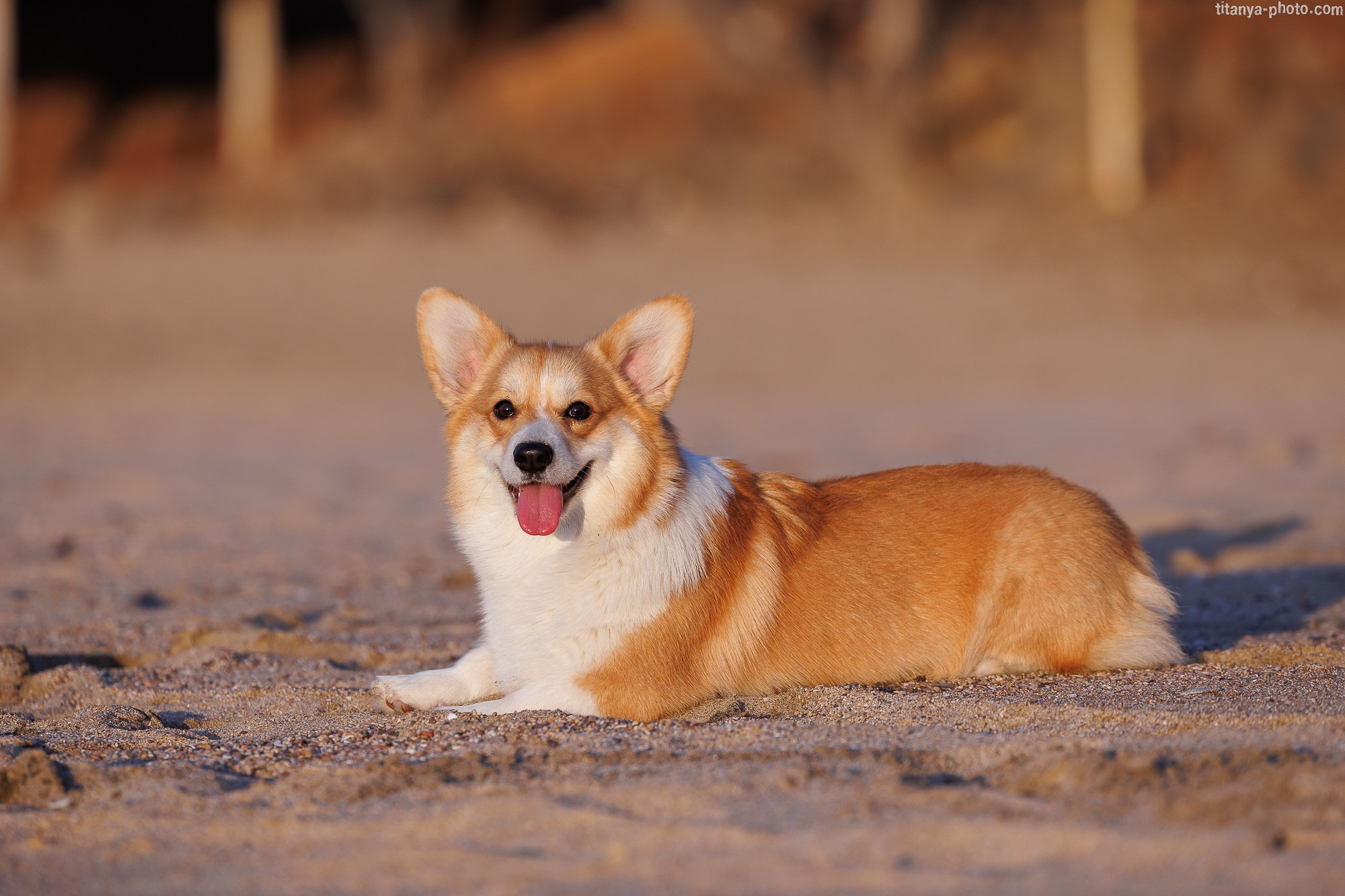 Тесла и Тихий океан. Фотограф собак, фотограф-анималист Аня Титова (Titanya). Москва